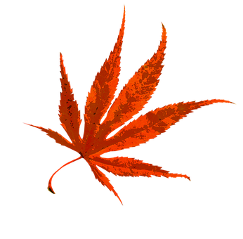 秋日枫叶色彩斑斓 壁纸