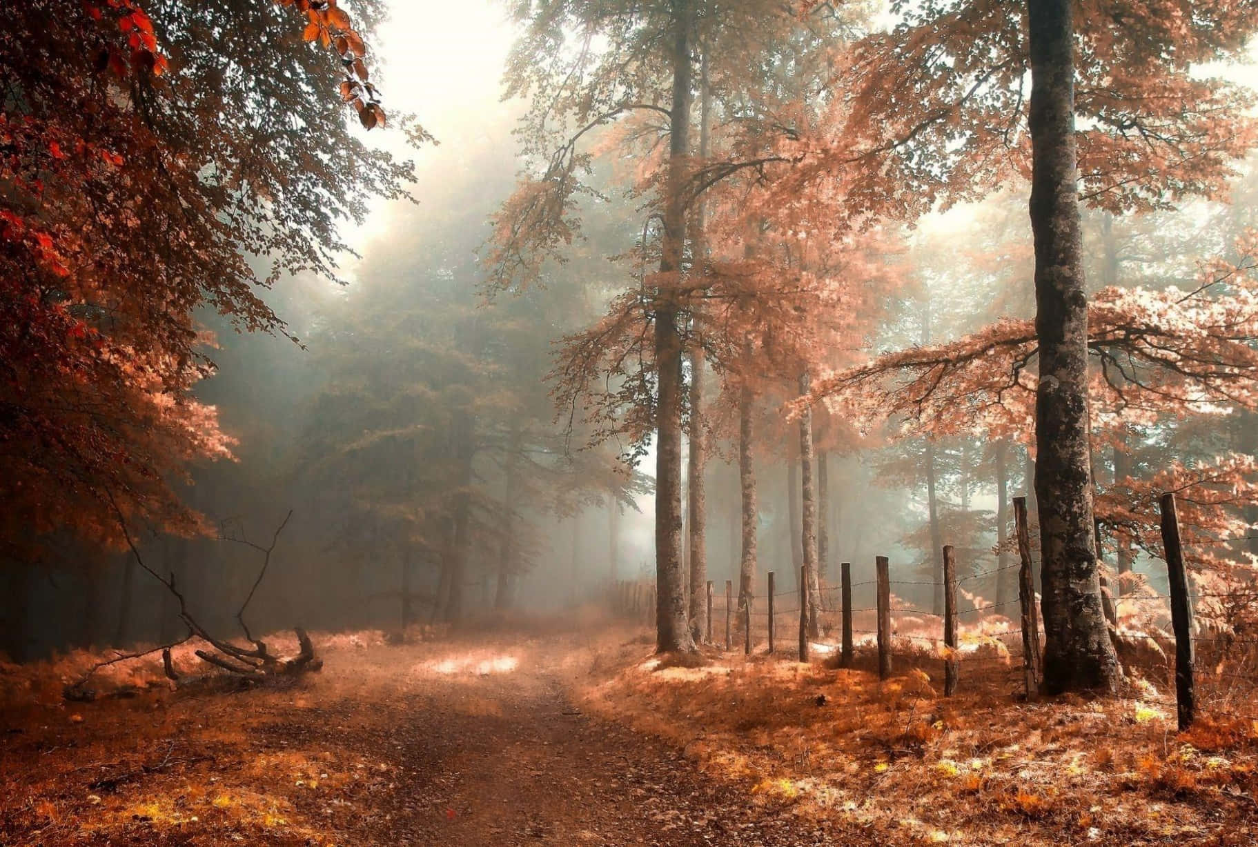 秋日缤纷森林美景 壁纸