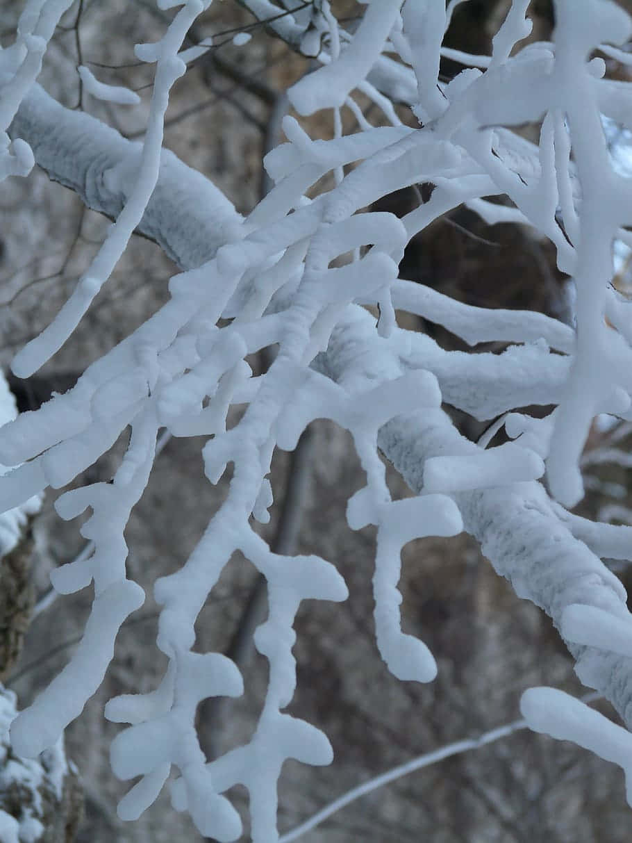 积雪覆盖的树枝 壁纸