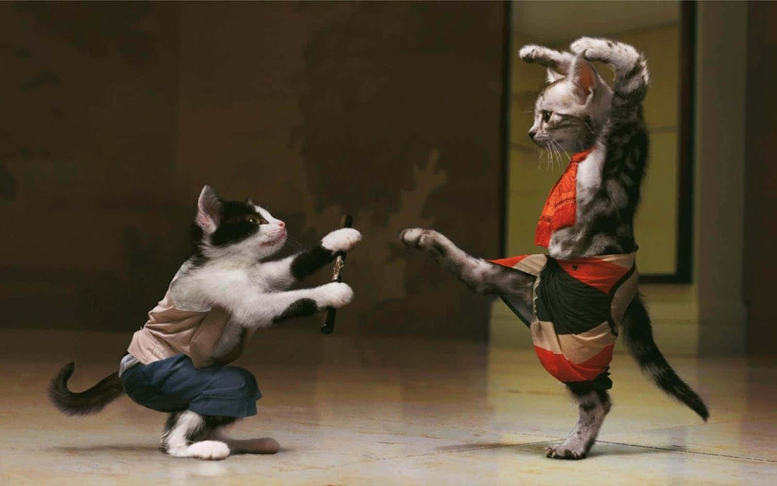 穿着服装跳舞的猫咪 壁纸