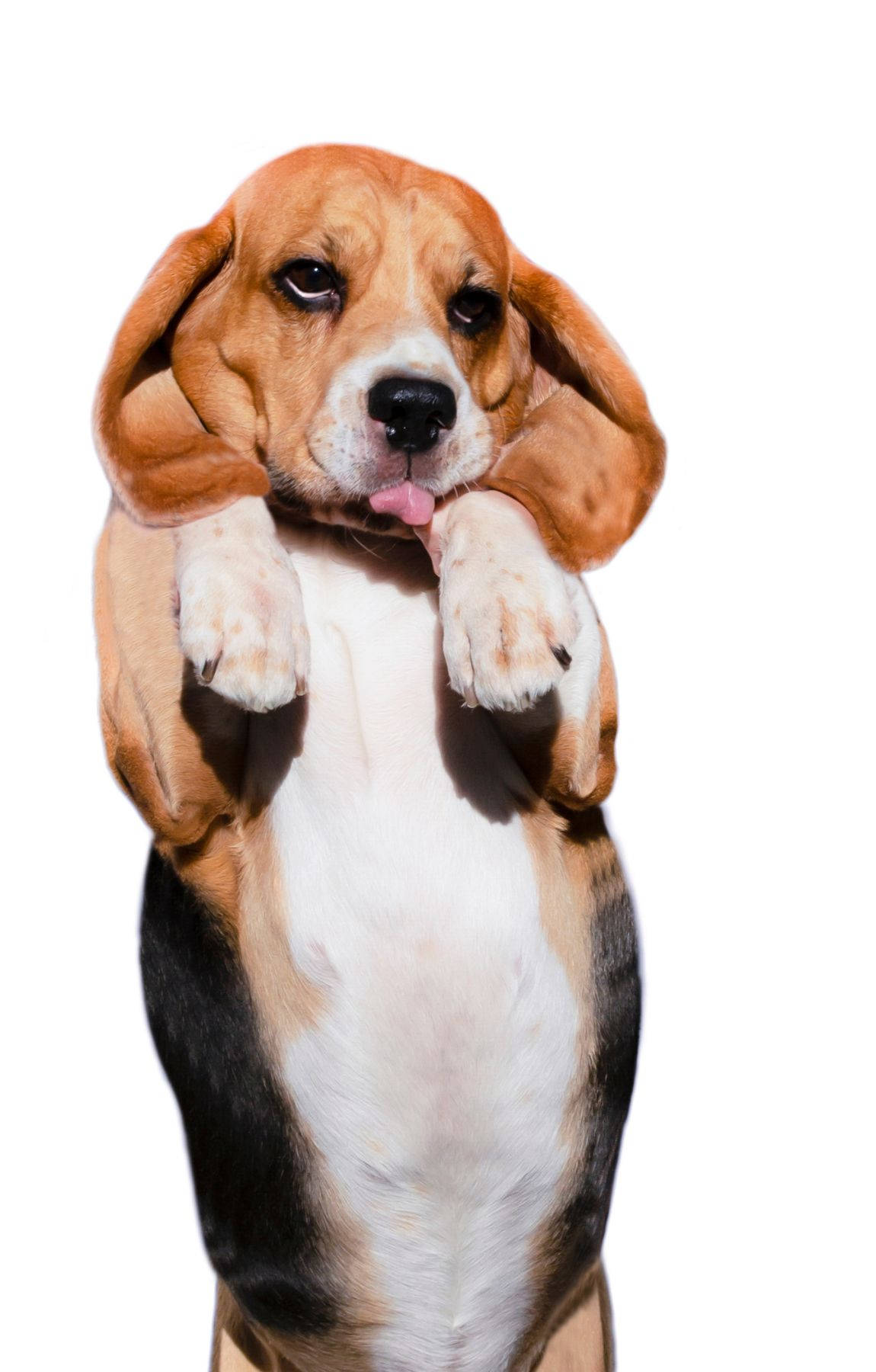 站立的小比格犬 壁纸