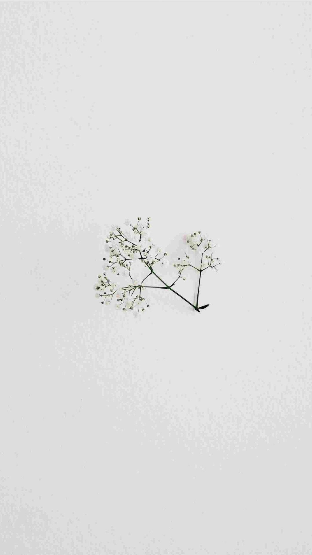简约小花 壁纸