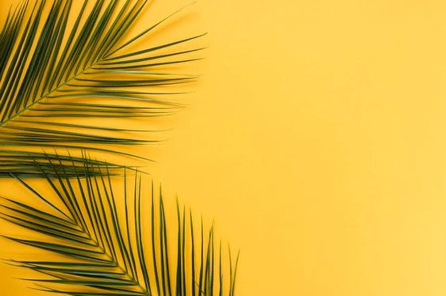 简约美学棕榈叶 壁纸