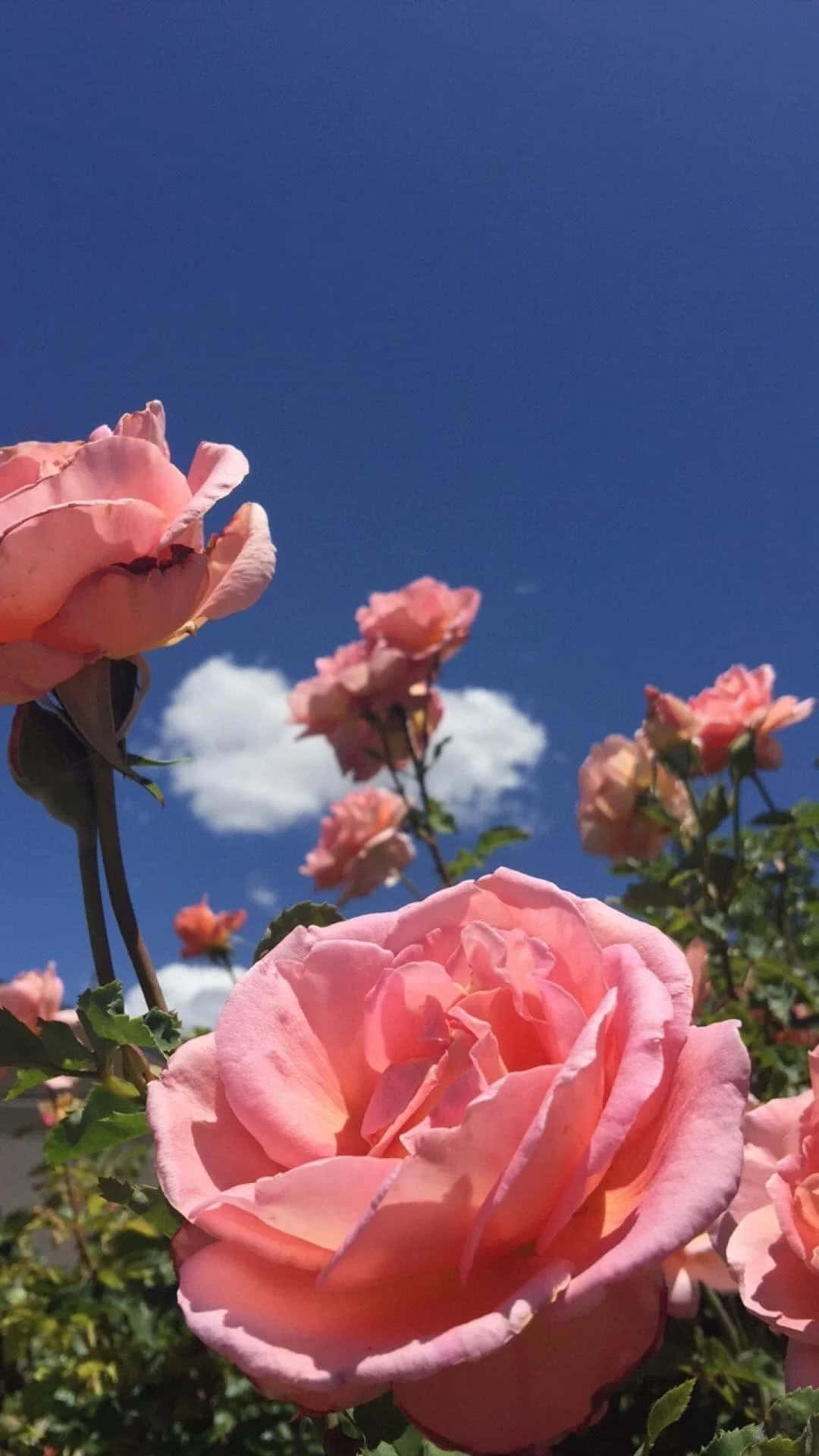简约美学花朵 壁纸