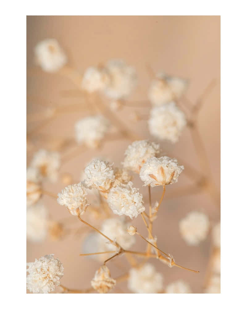 米色背景上白色花朵的特写 壁纸