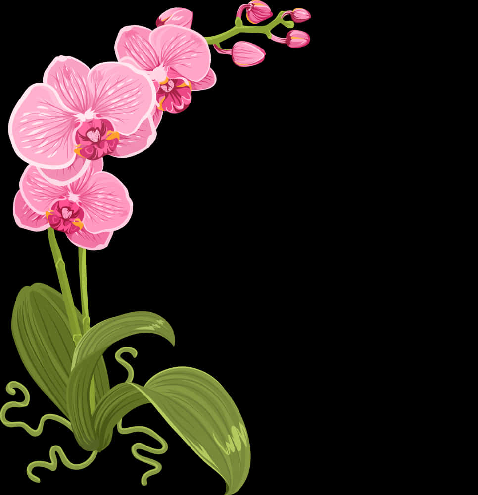 粉红兰花插画 壁纸