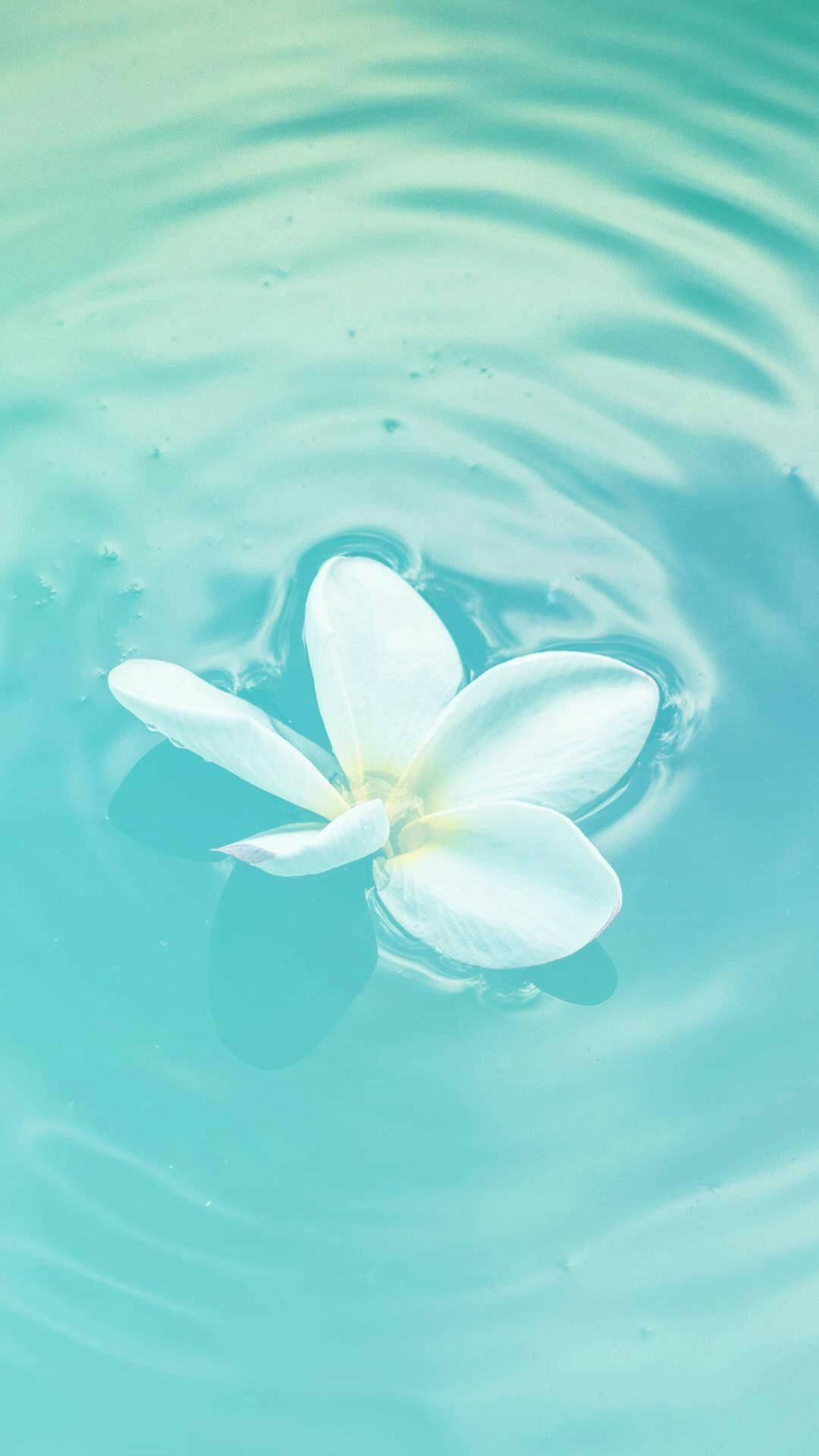 粉绿水面漂浮白花 壁纸