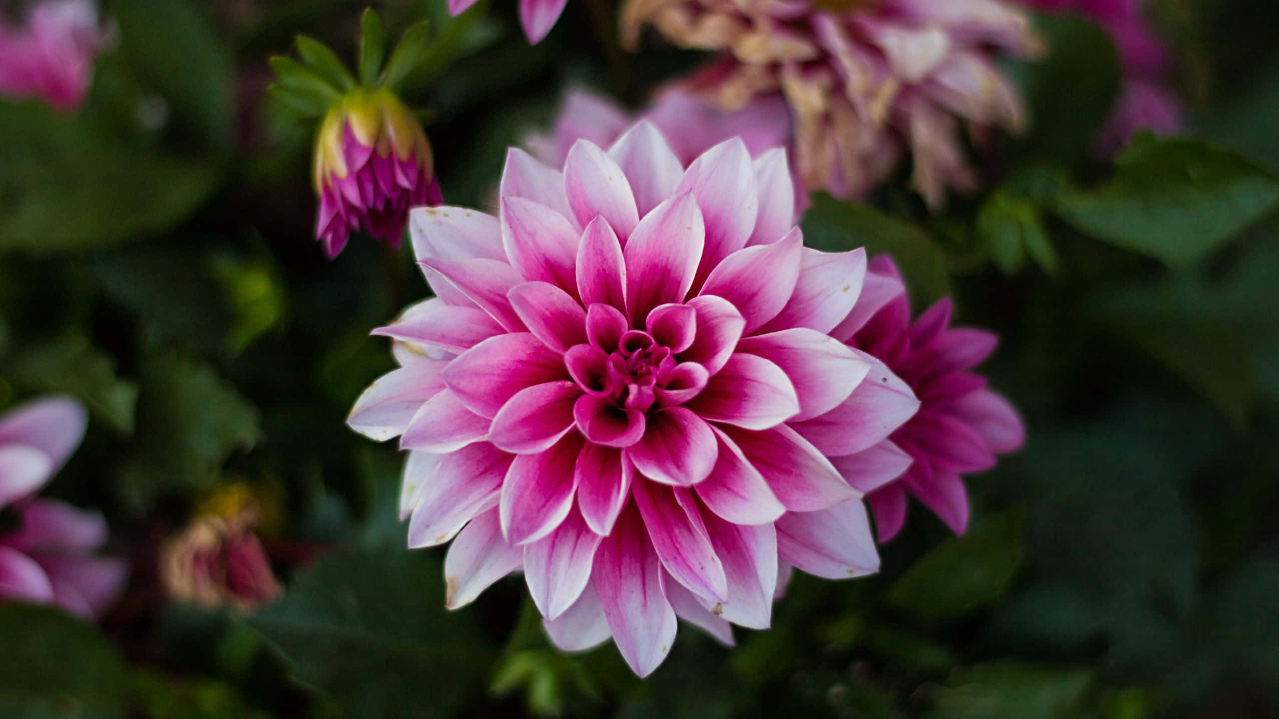 粉色大丽花花朵特写 壁纸