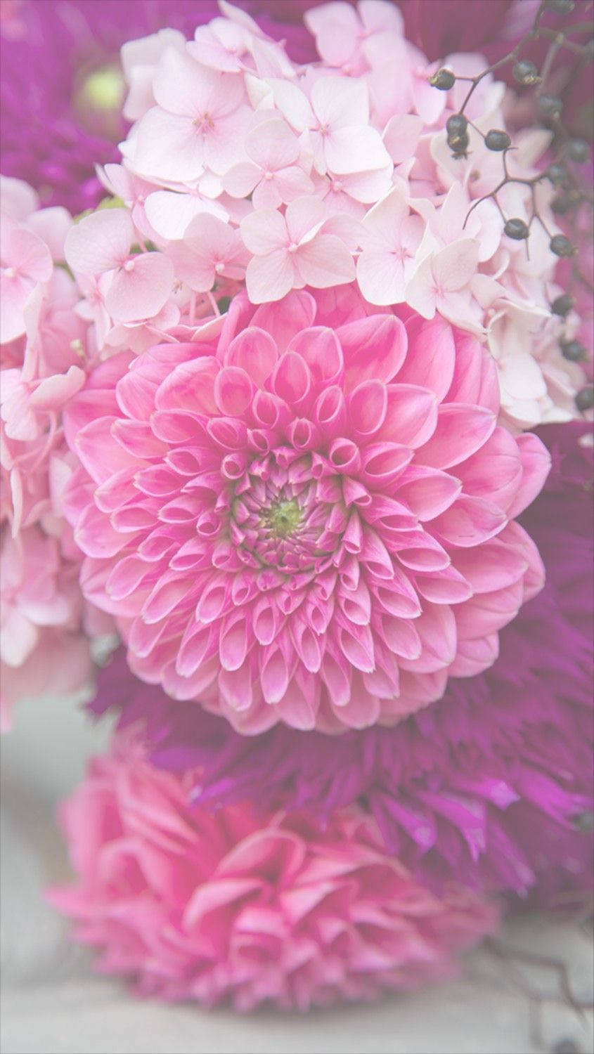 粉色大花菊花卉iPhone 壁纸