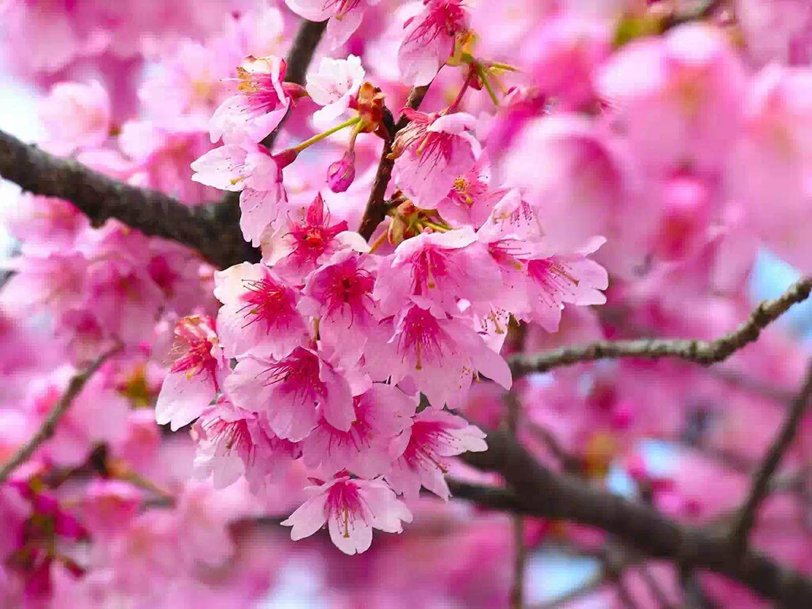 粉色樱花树 壁纸
