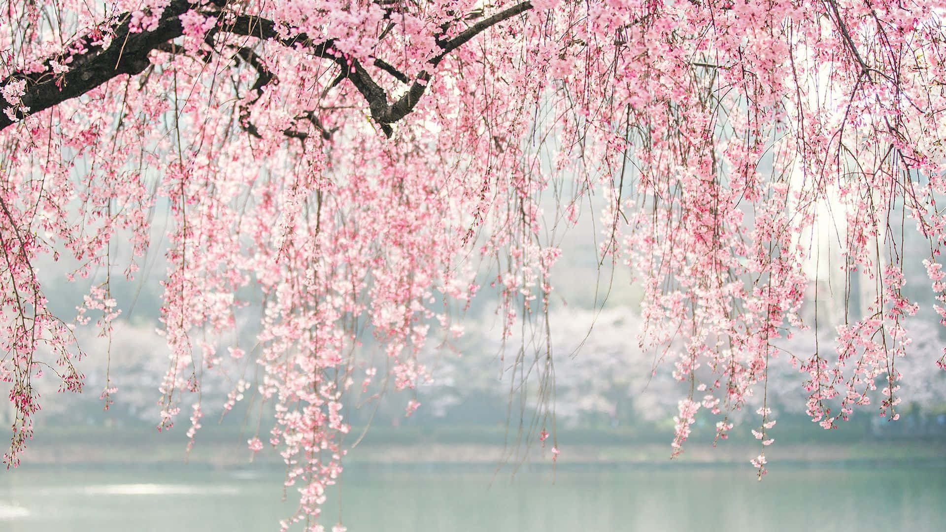 粉色樱花树枝 壁纸