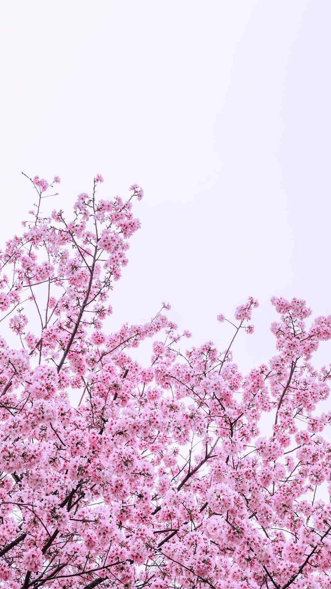 粉色樱花盛开在枝头 壁纸