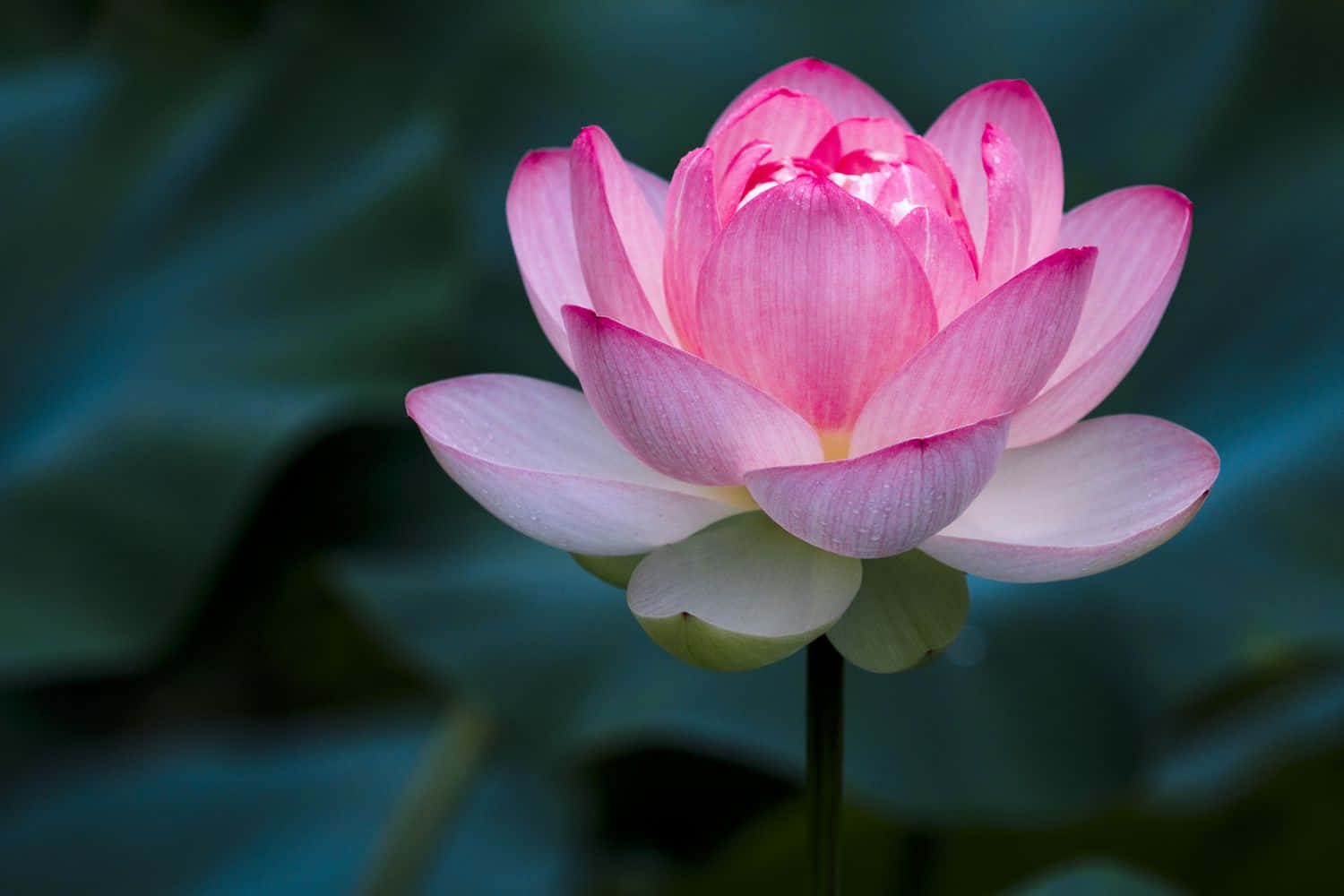粉色水莲花图片 壁纸