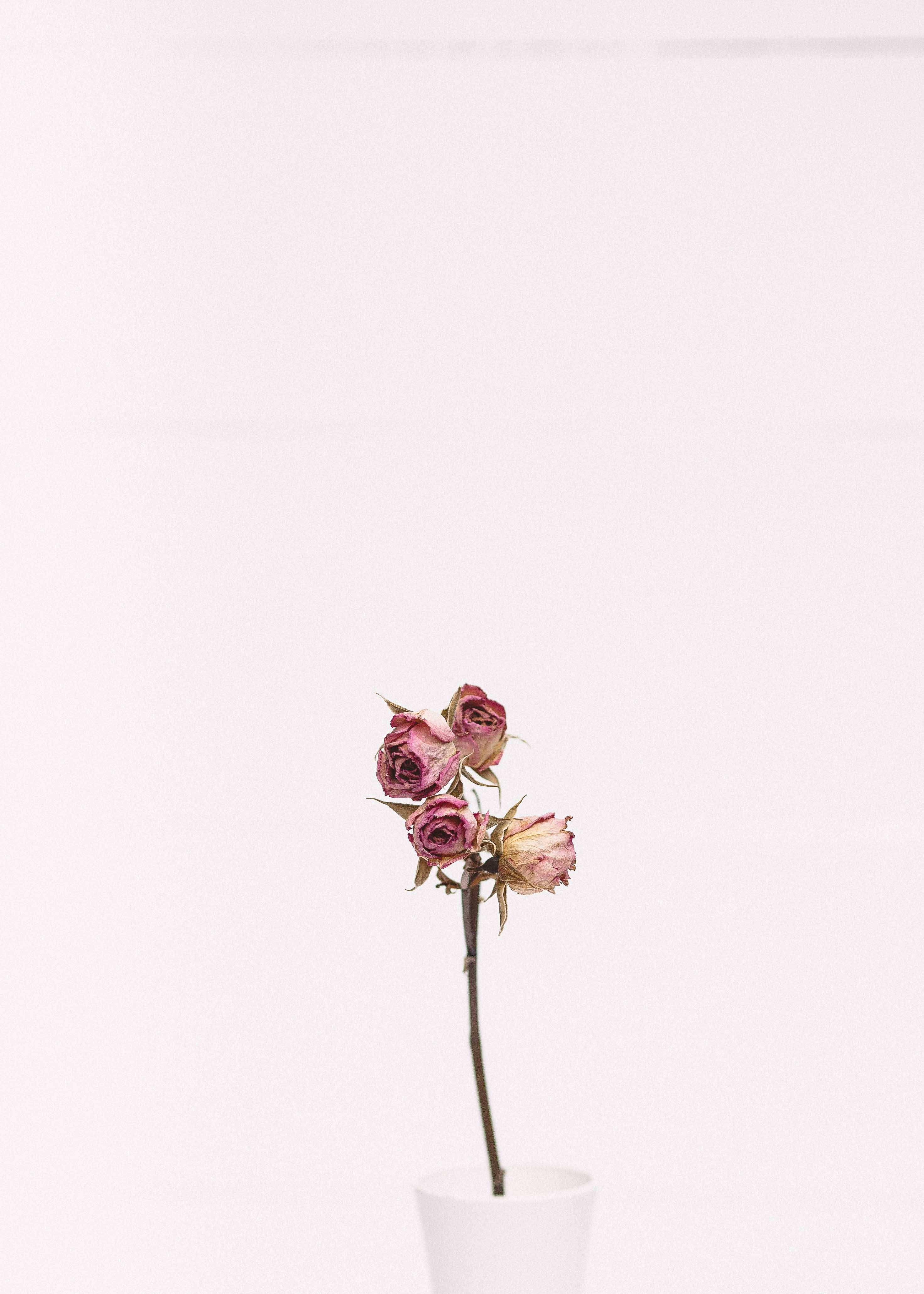 粉色玫瑰的简约之美 壁纸