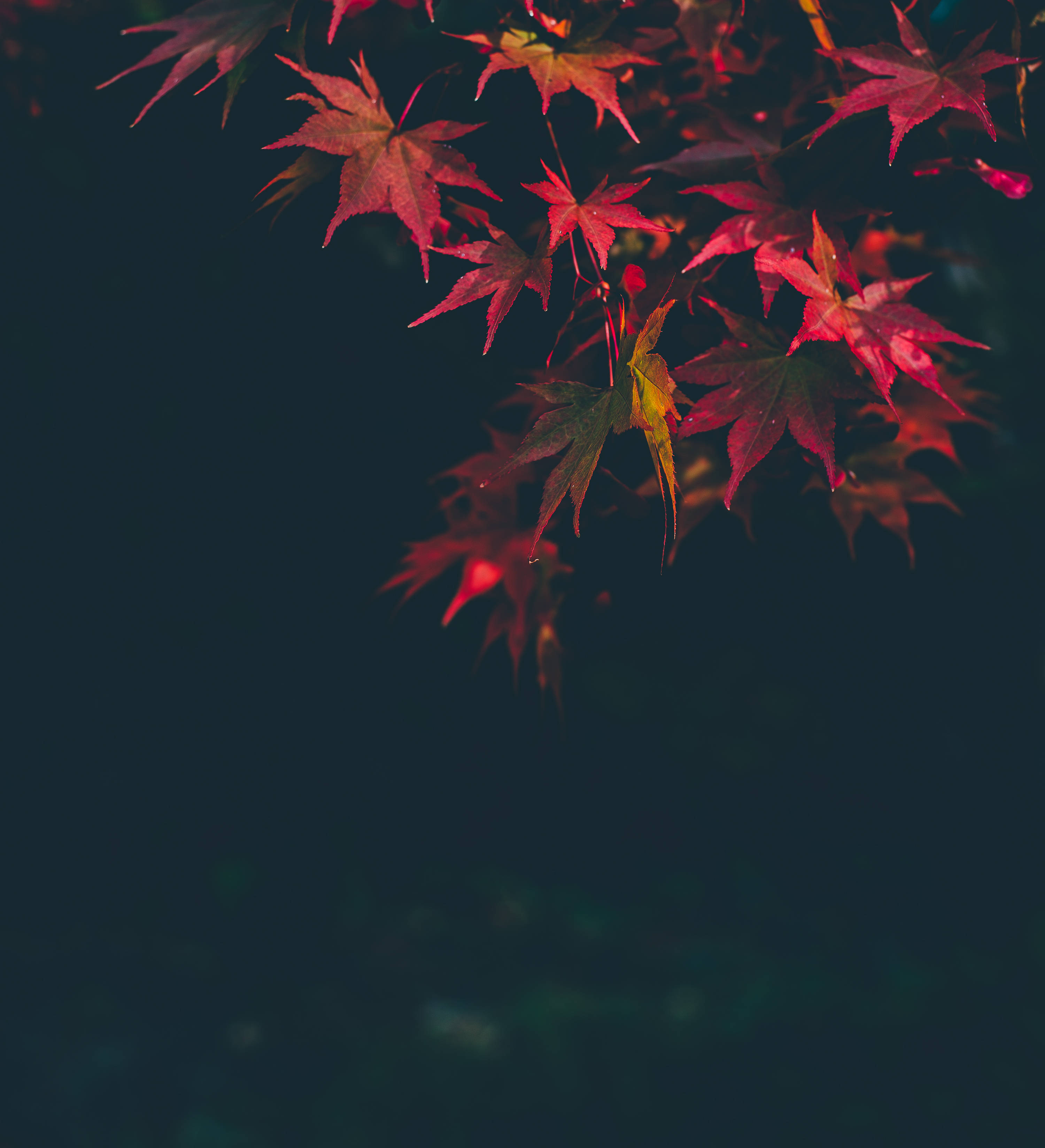 粉色秋枫树叶 壁纸