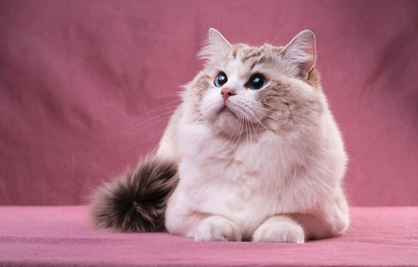 粉色窗帘上的猫 壁纸
