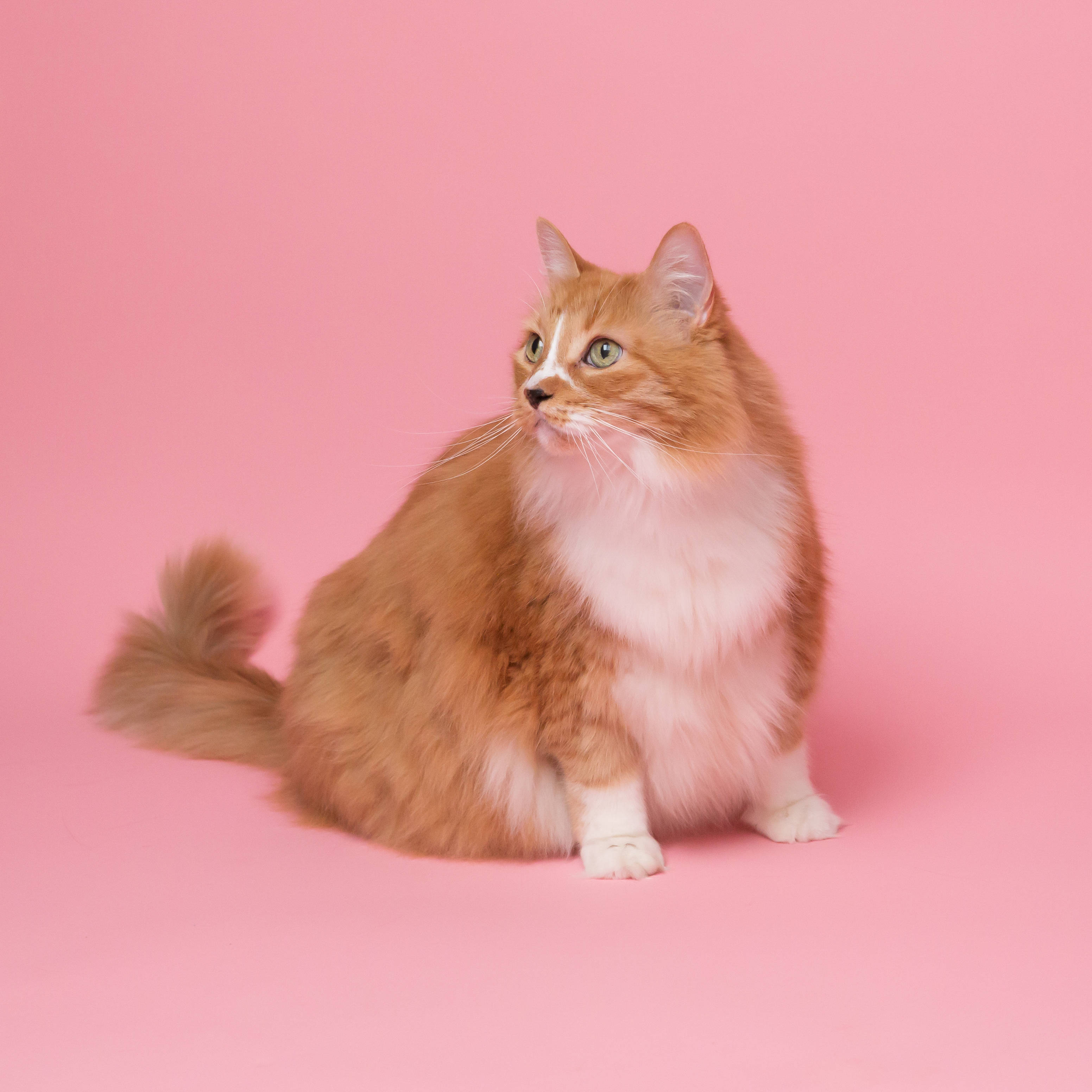 粉色背景的胖美猫 壁纸