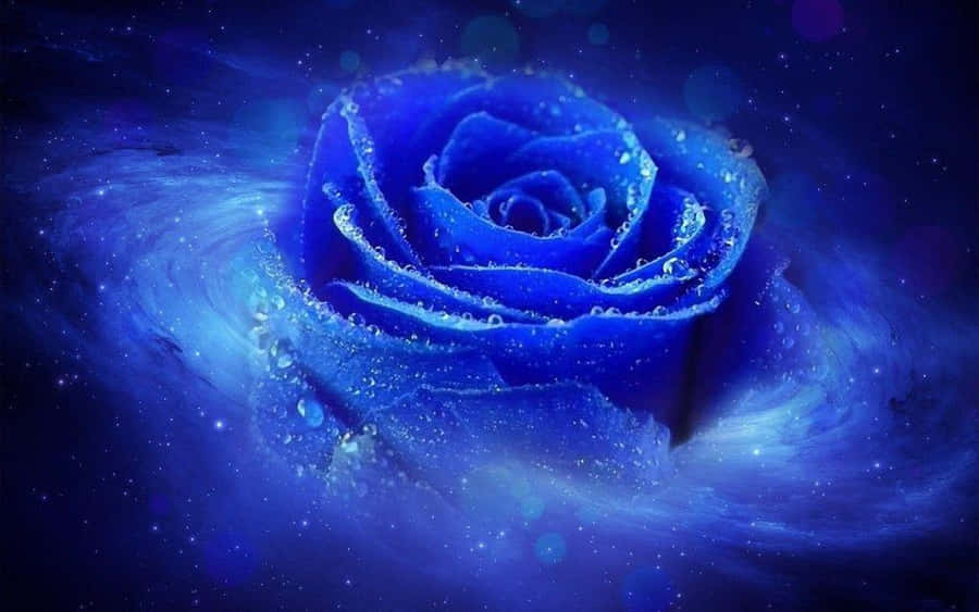 粉色花卉日落特写 壁纸