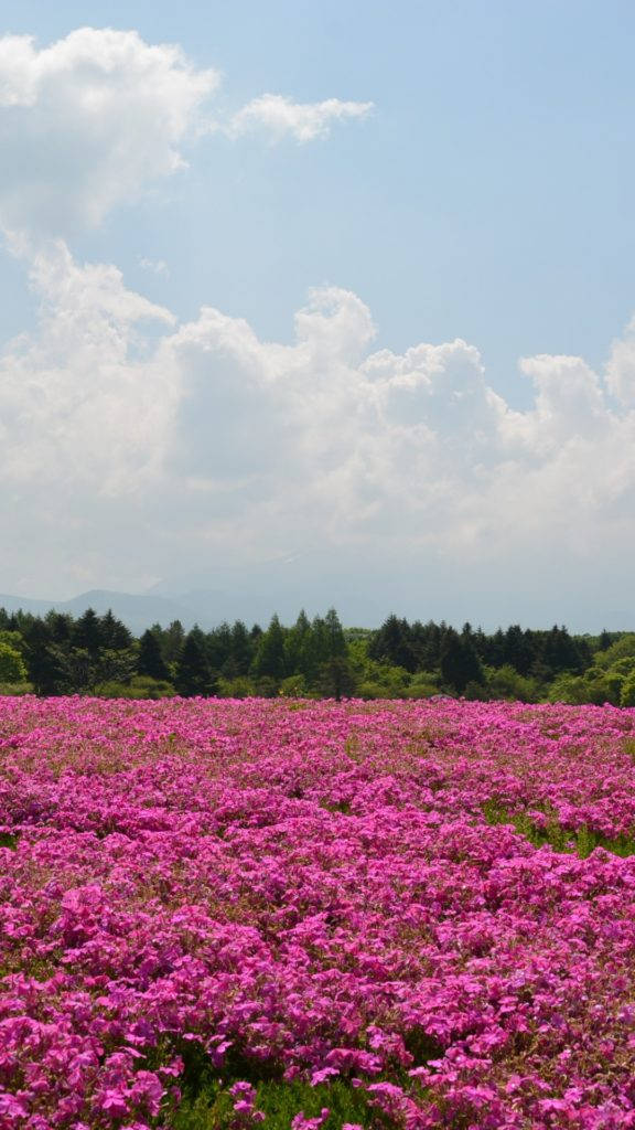 粉色花园花卉iPhone壁纸 壁纸