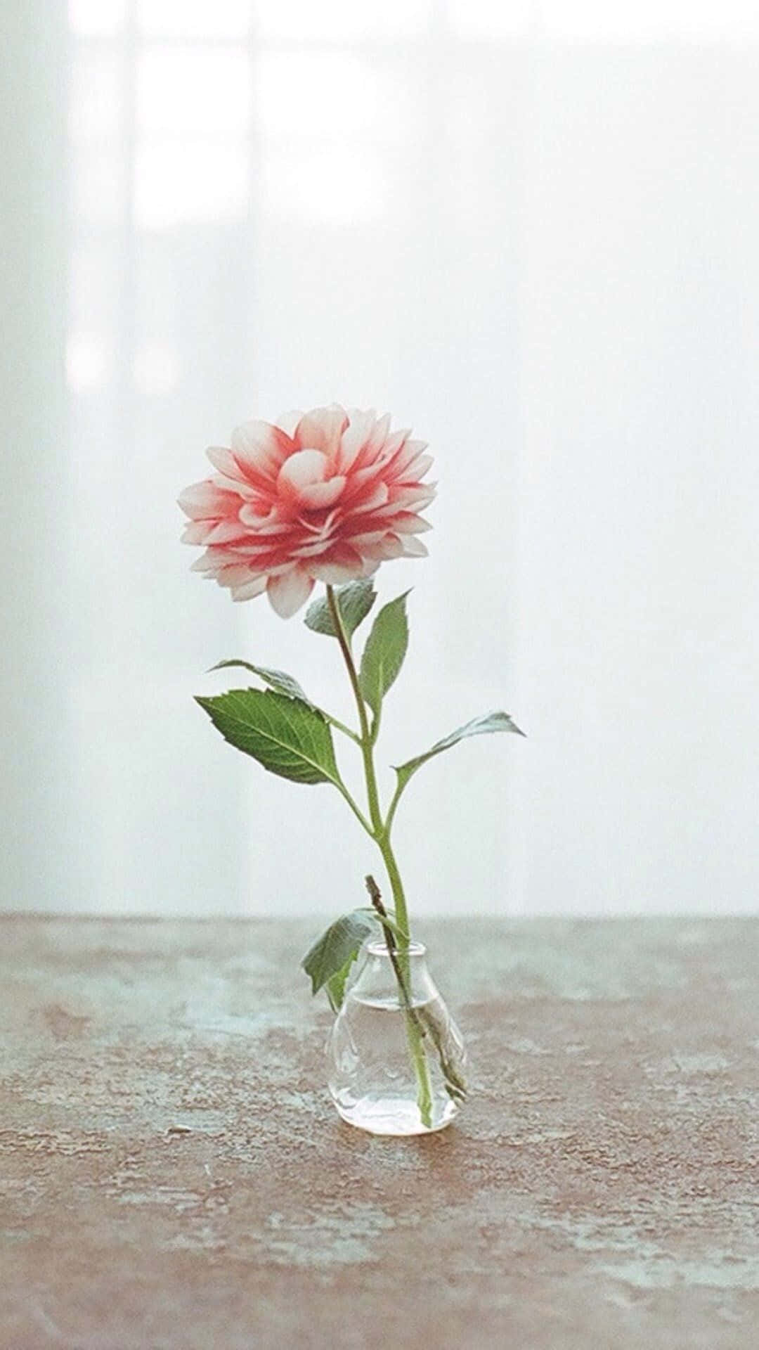 粉色花朵iPhone，彰显个性风采 壁纸