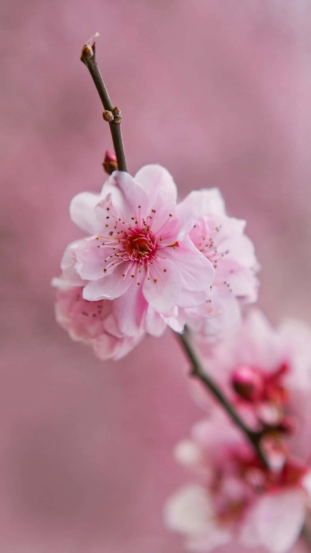 粉色花朵手机壁纸