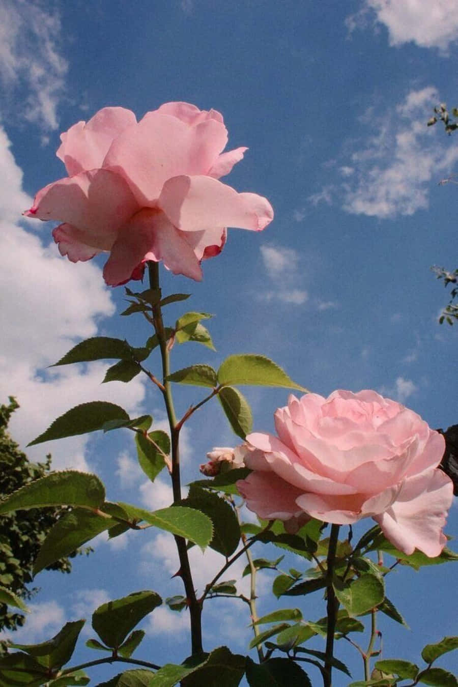 粉色花朵美学壁纸 壁纸