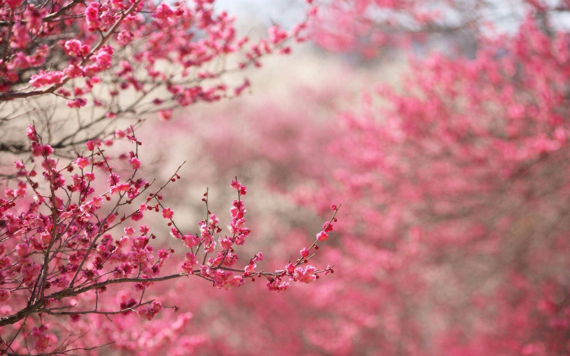 粉色花枝 壁纸