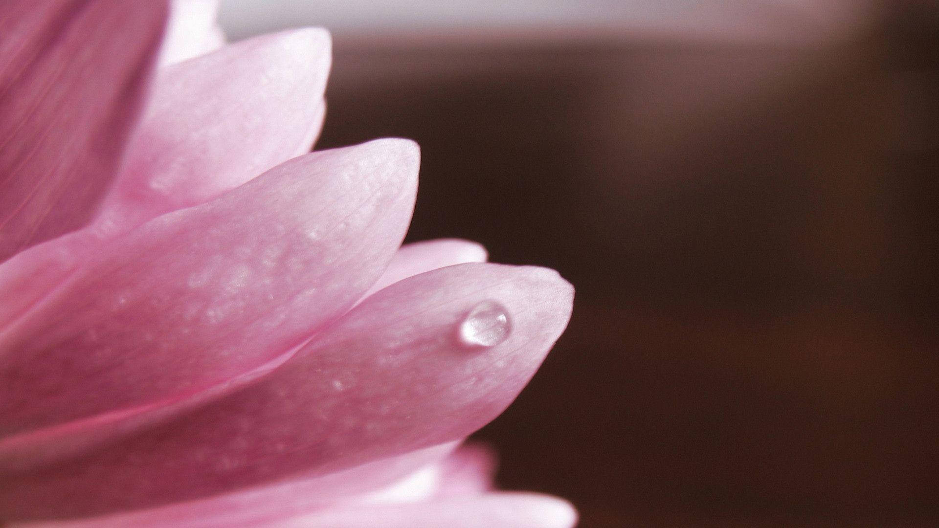 粉色花瓣上的晶莹水滴 壁纸