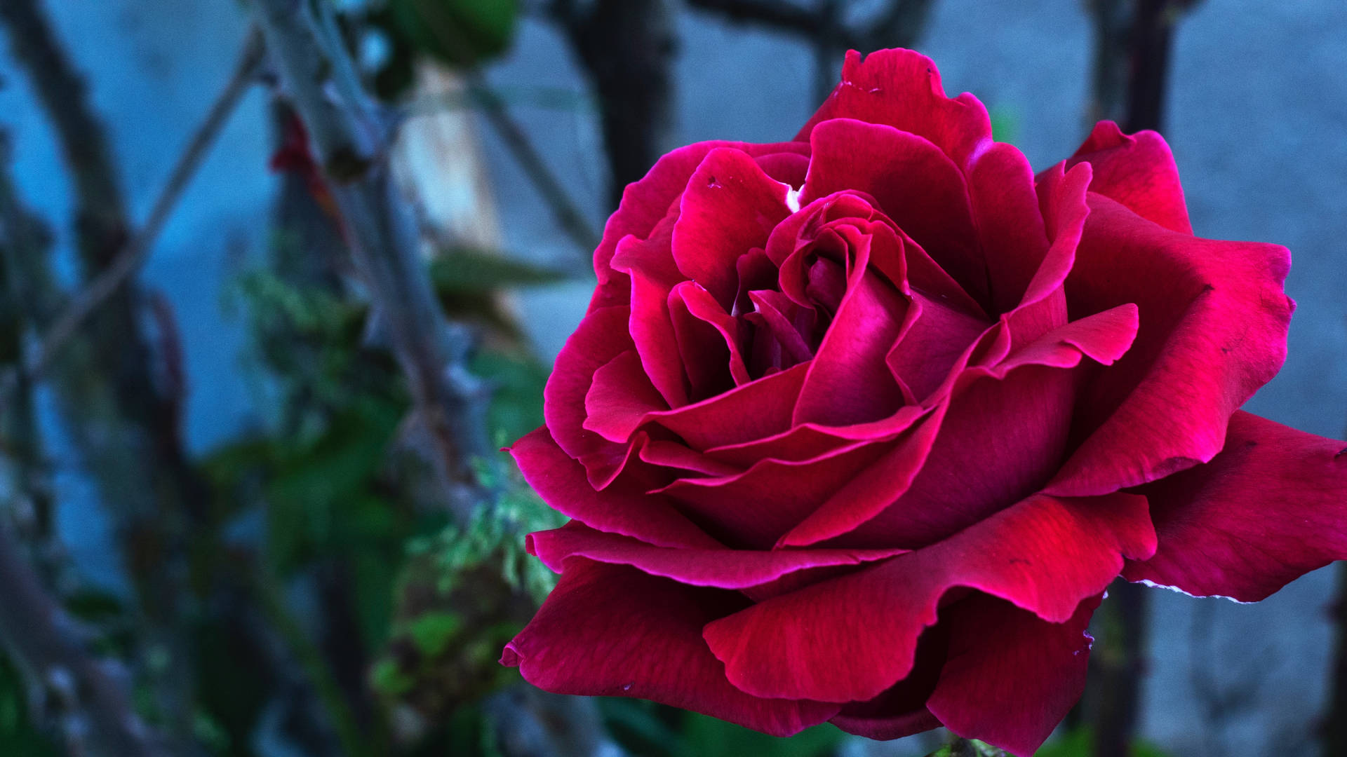 预览壁纸 玫瑰, 花蕾, 花瓣