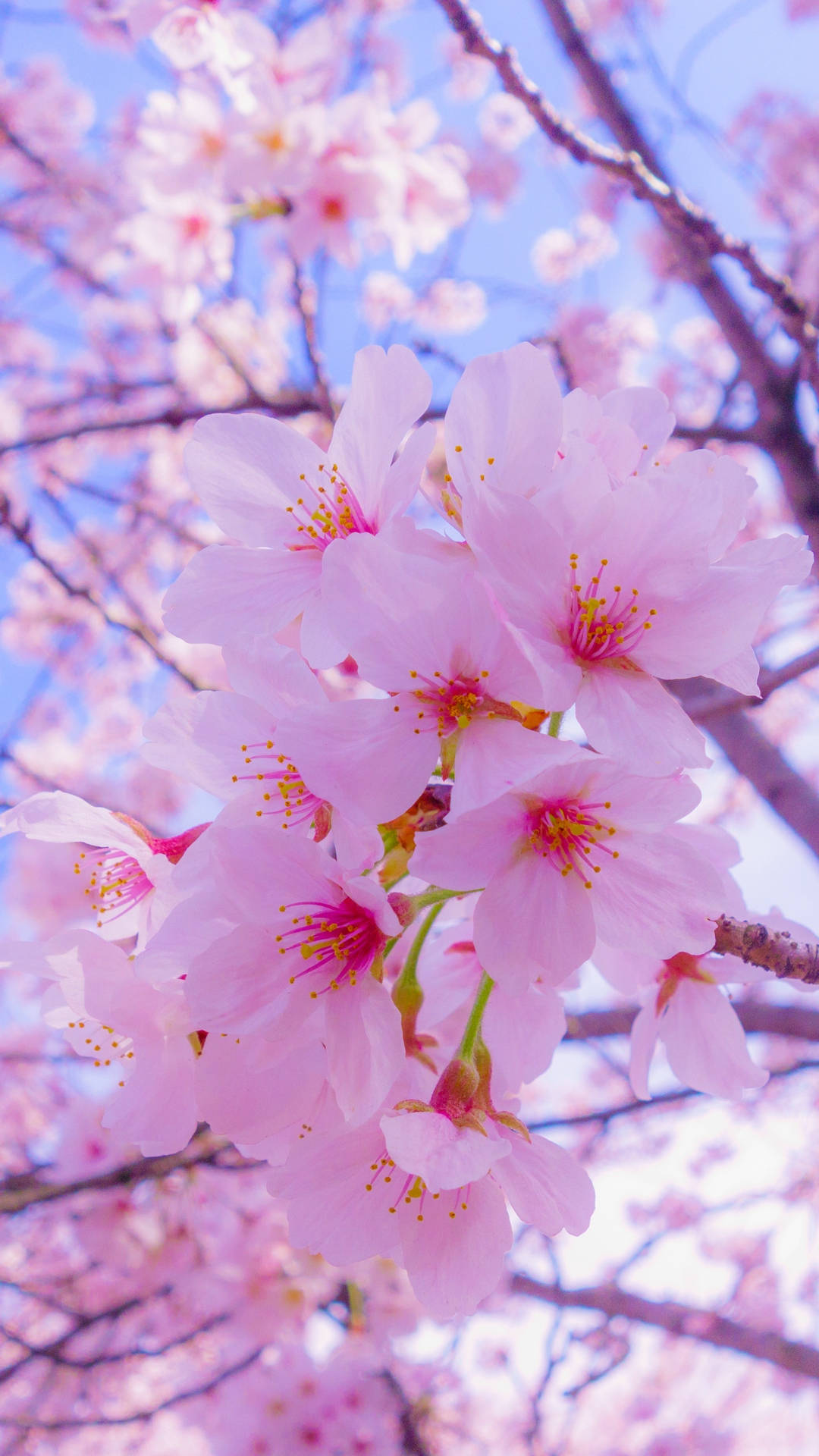 粉色花瓣花朵可爱iPhone壁纸 壁纸