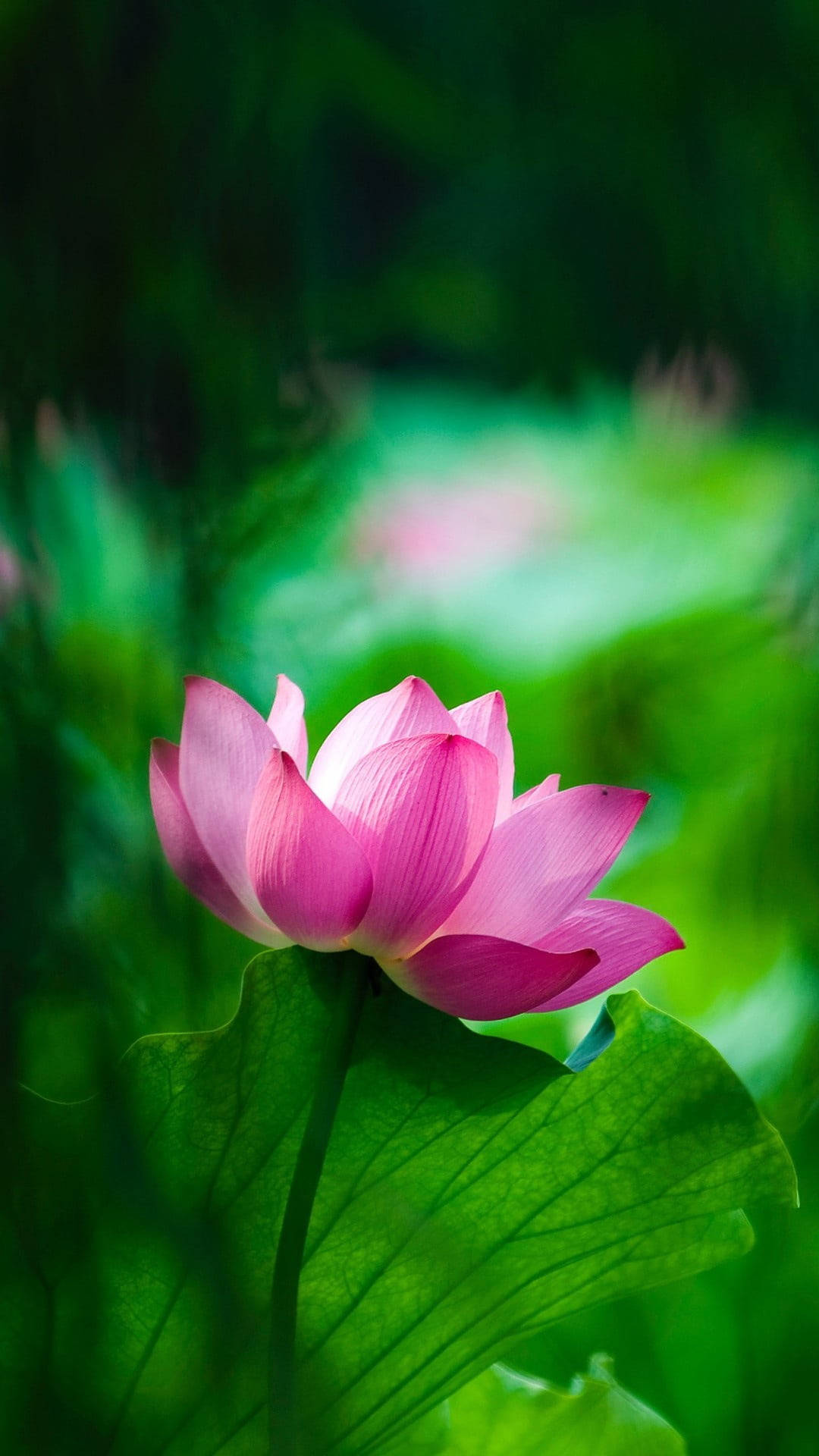 粉色莲花手机壁纸 壁纸