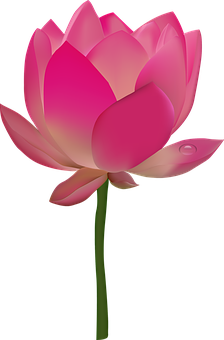 粉色莲花插图 壁纸