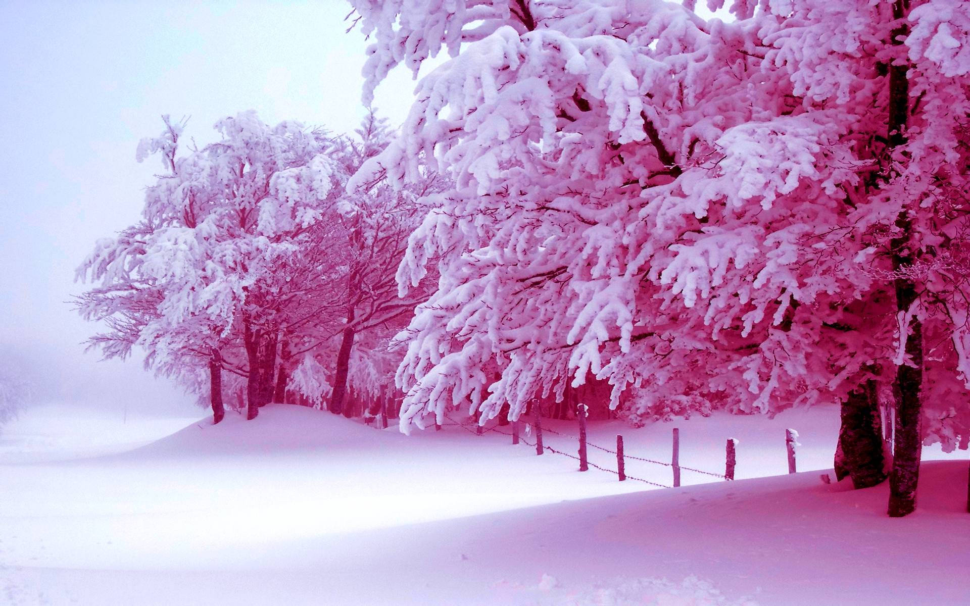 粉色雪树美学 壁纸