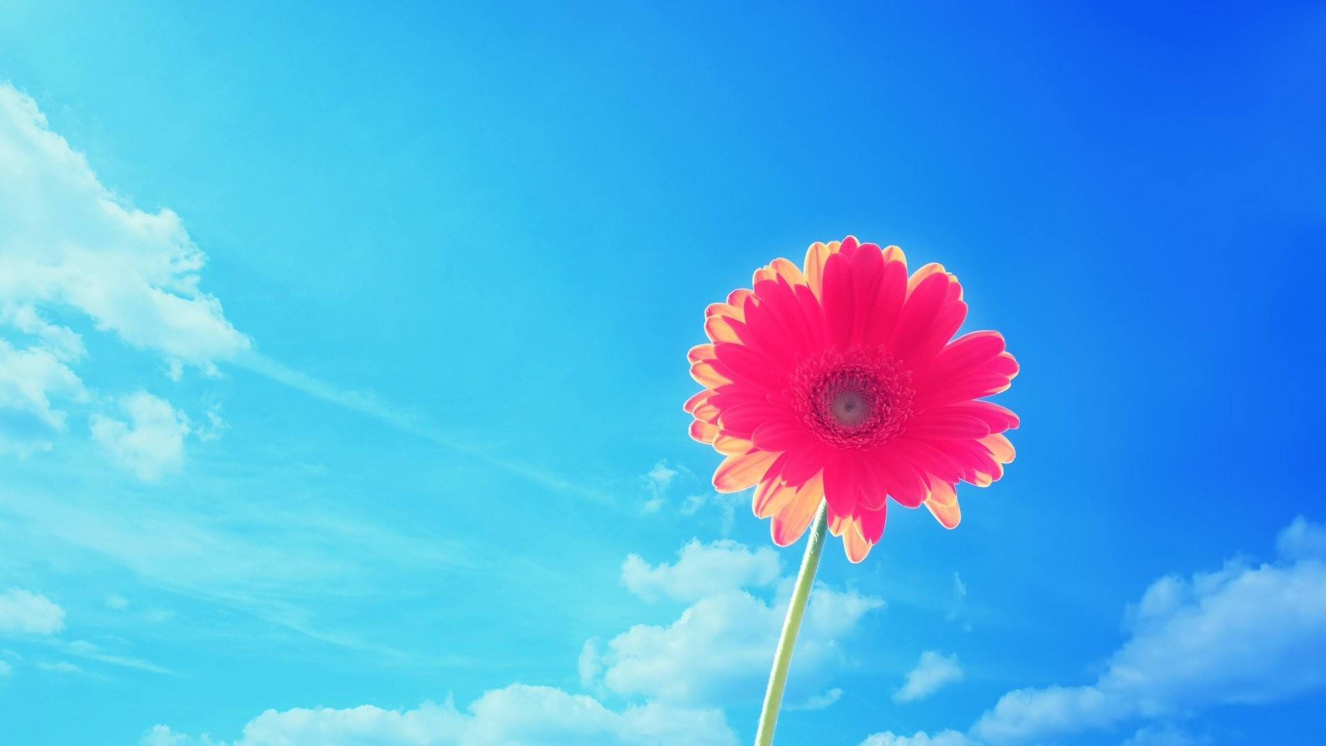 粉色非洲菊夏日桌面 壁纸