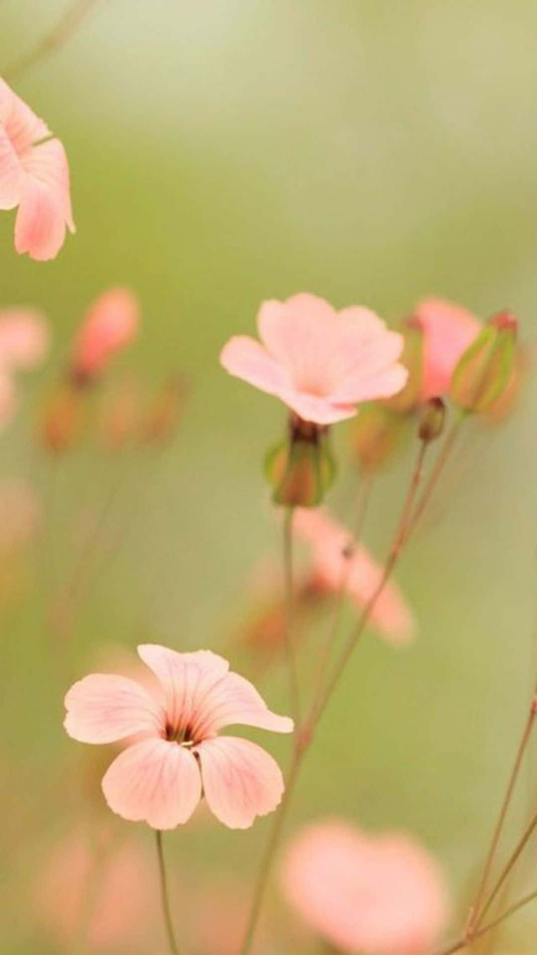 精美花卉壁纸，定制你的iPhone 壁纸