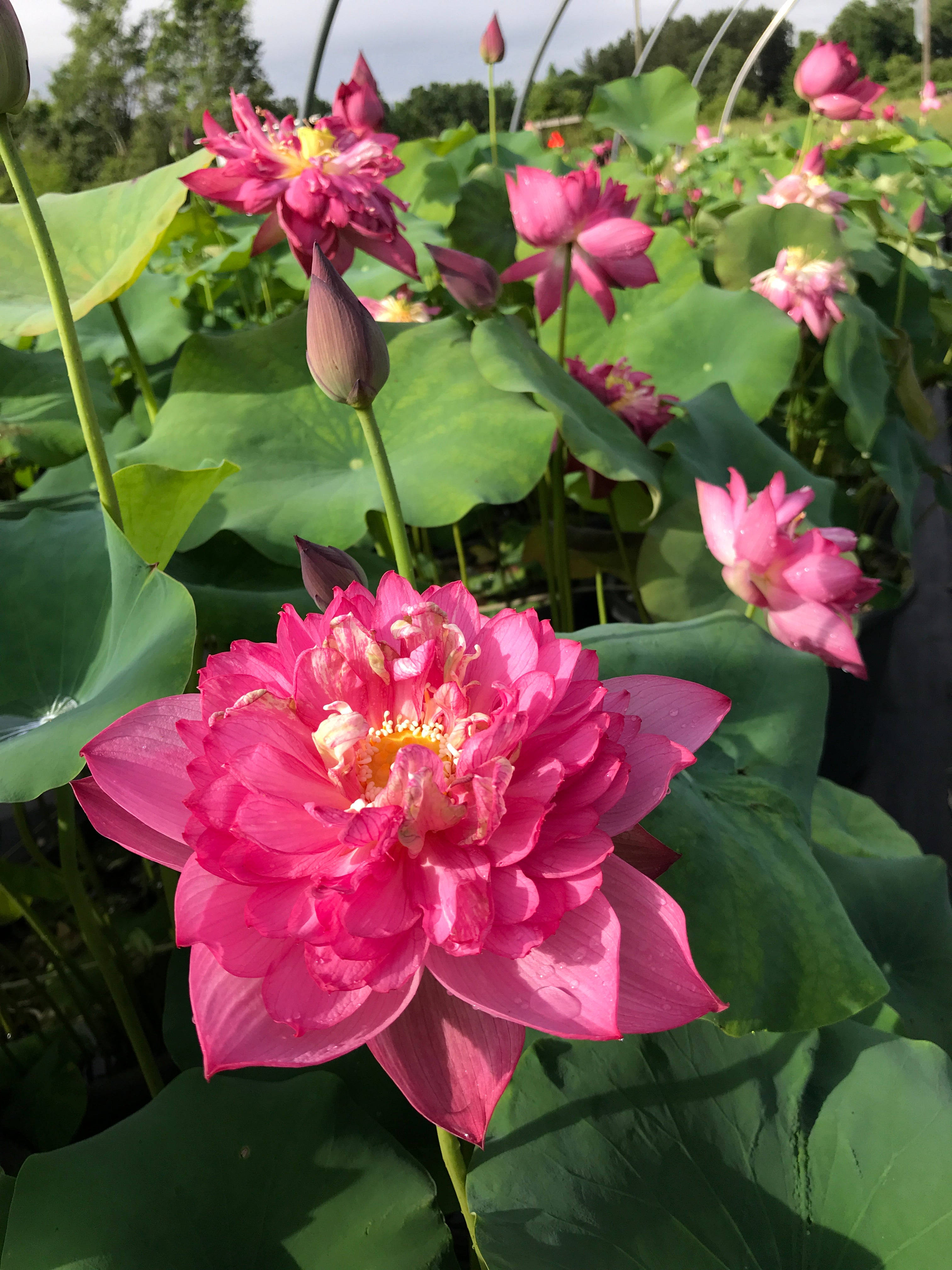 紫红色莲花 壁纸