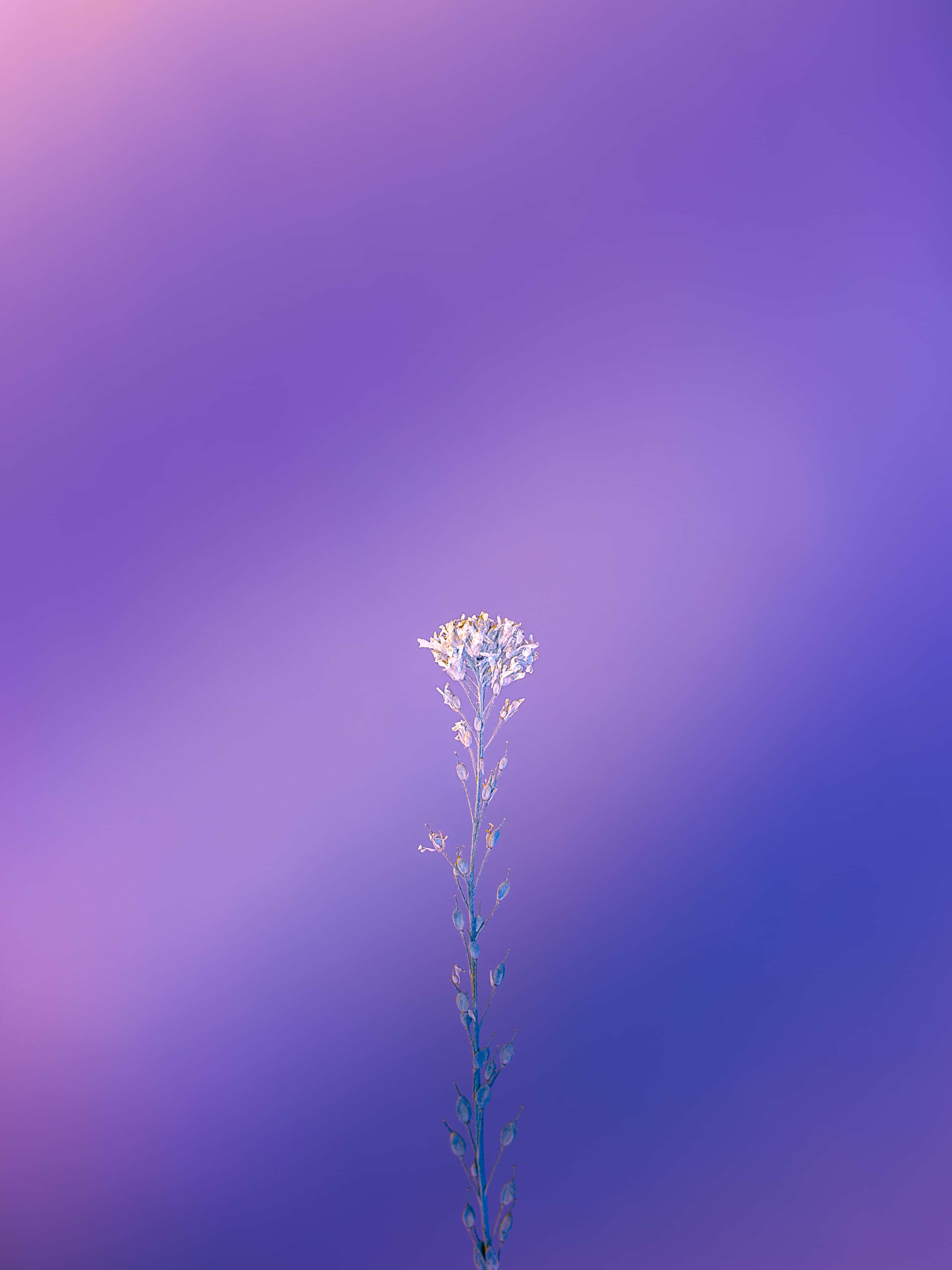 紫色之美 壁纸
