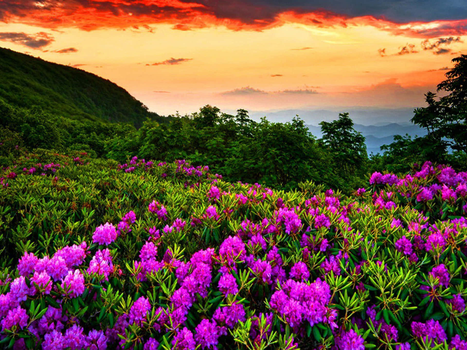 紫色杜鹃花与春日花卉背景 壁纸