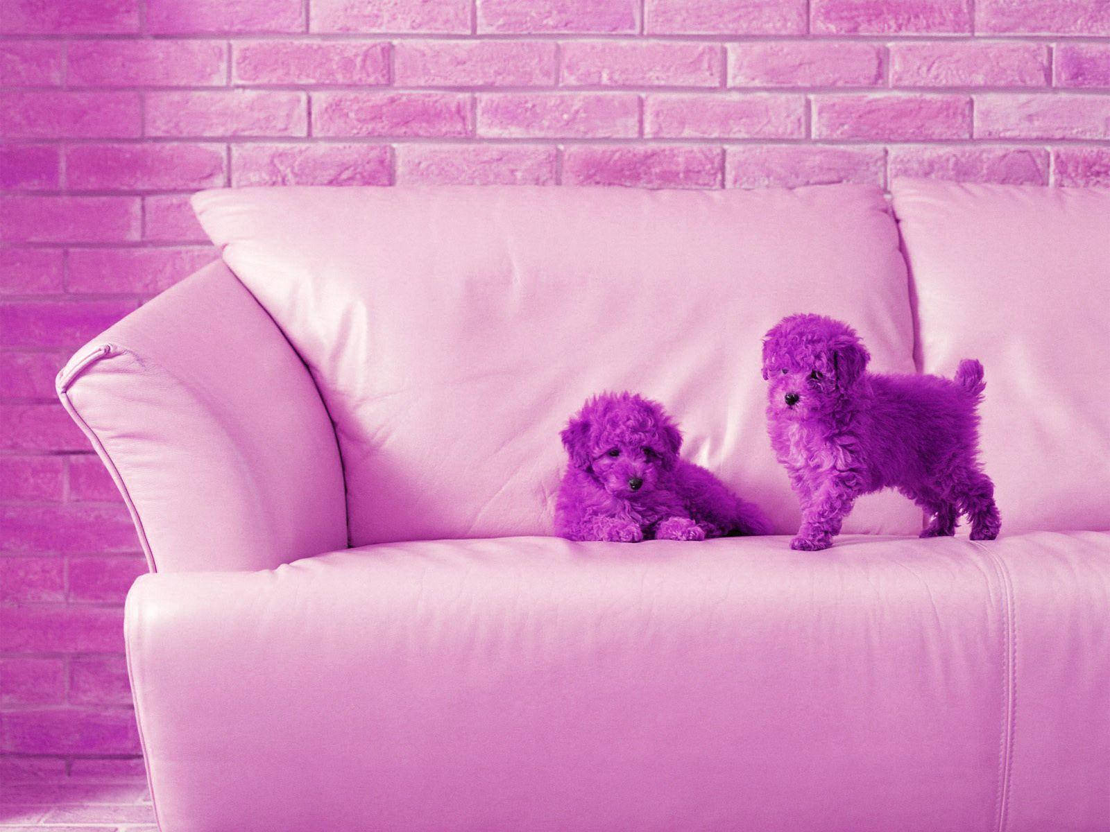 紫色比熊幼犬可爱桌面壁纸 壁纸