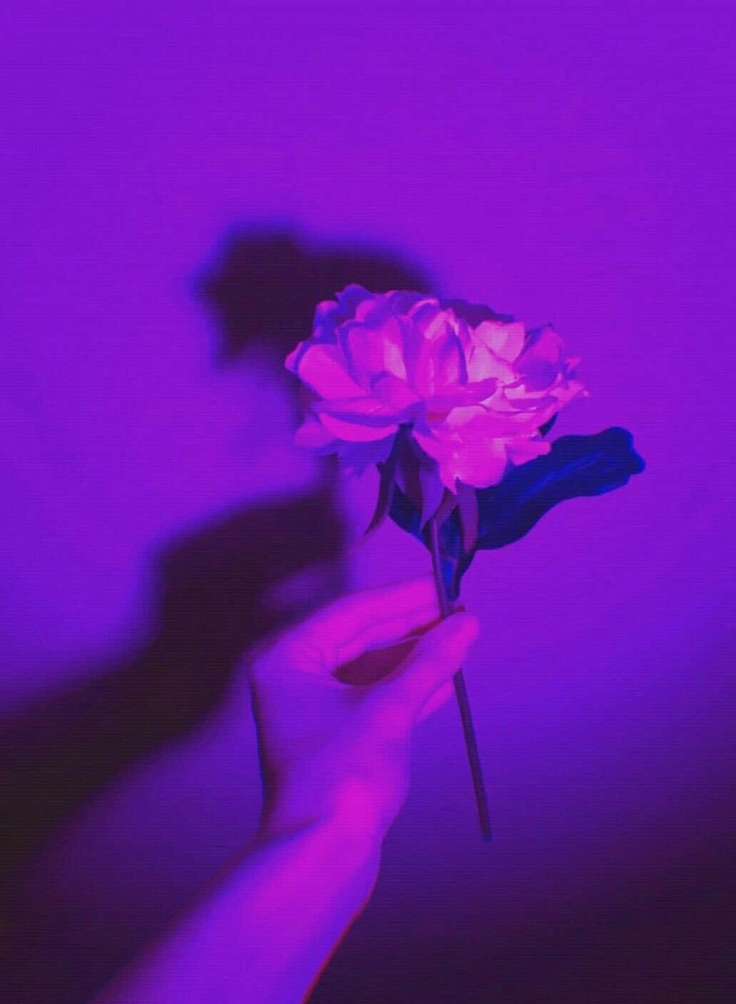 紫色美学手持玫瑰图片 壁纸