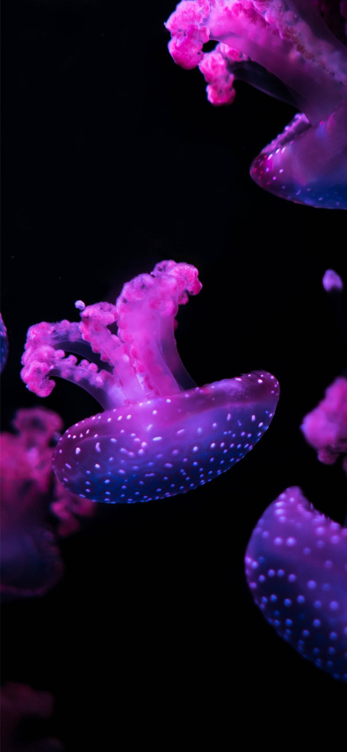 紫色美学手机水母 壁纸