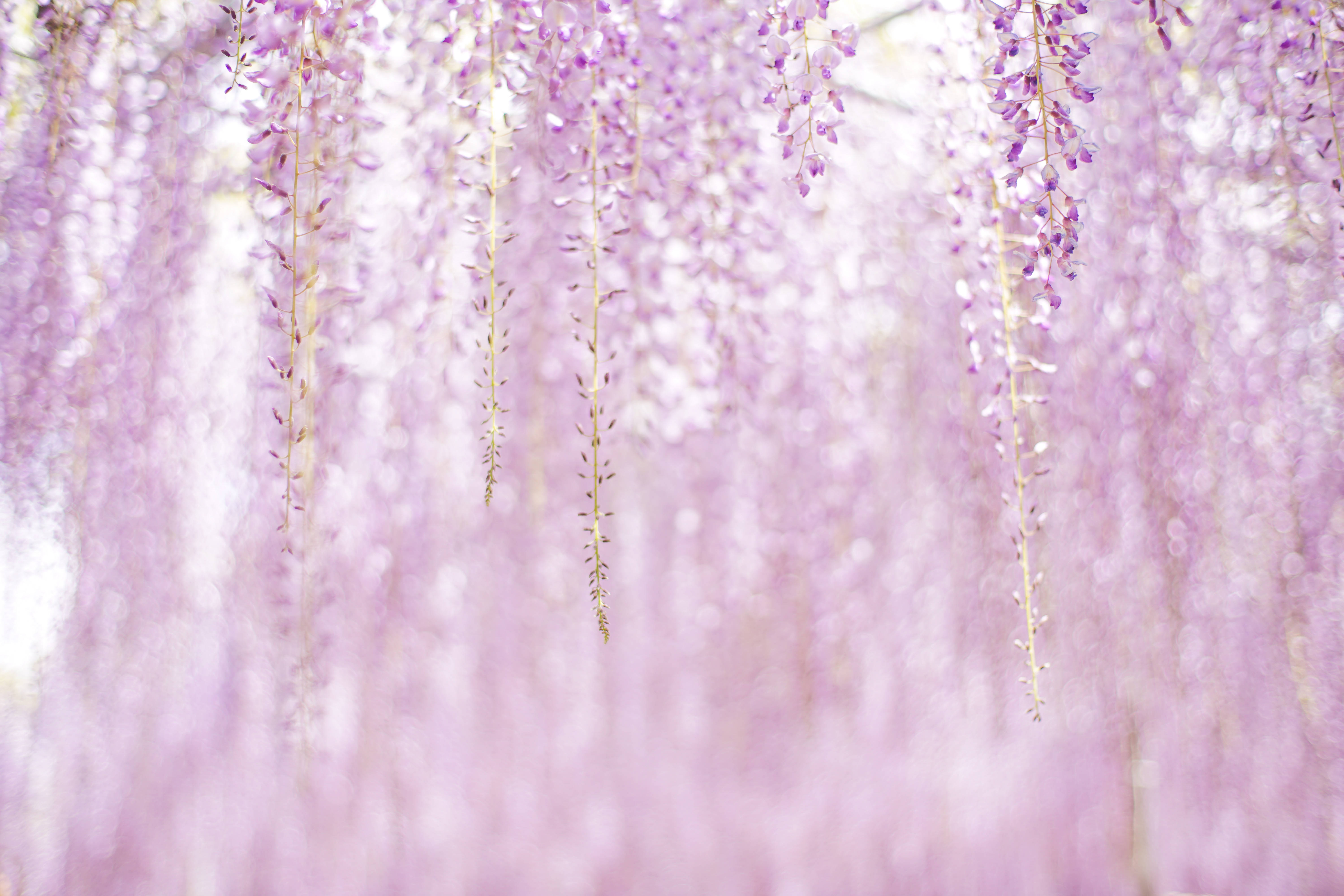 紫色美学花朵 壁纸