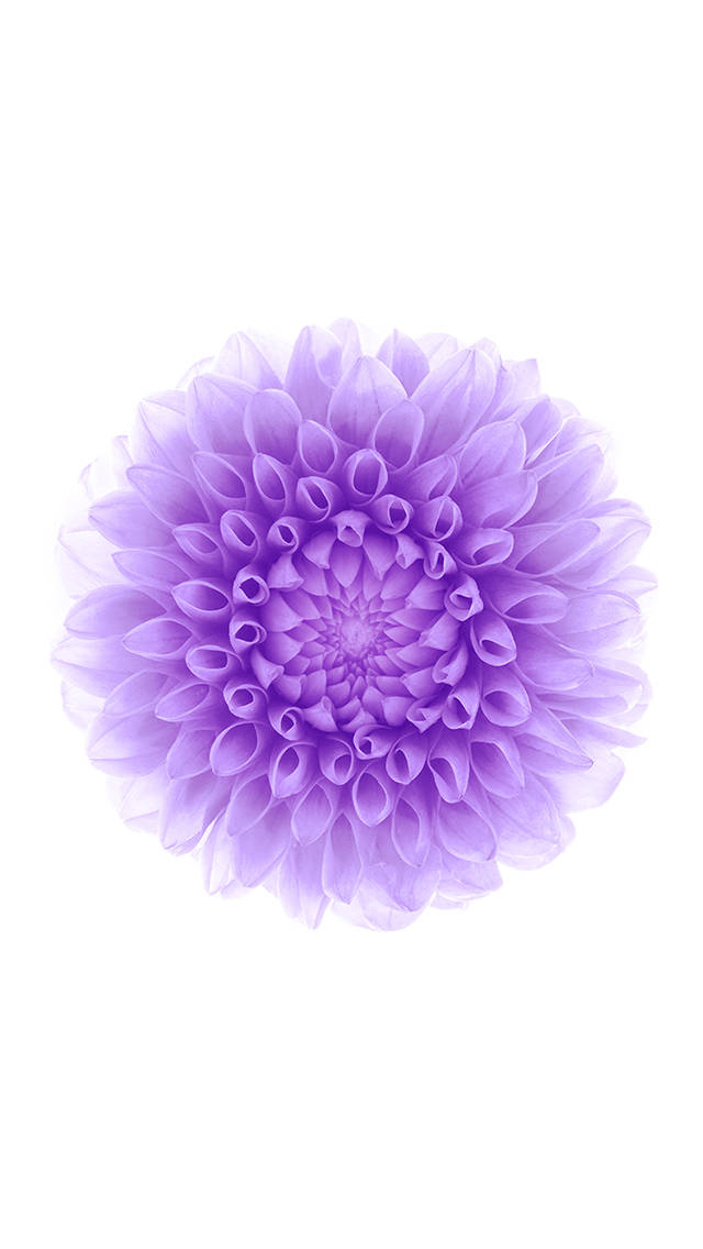 紫色花朵iOS 6 壁纸