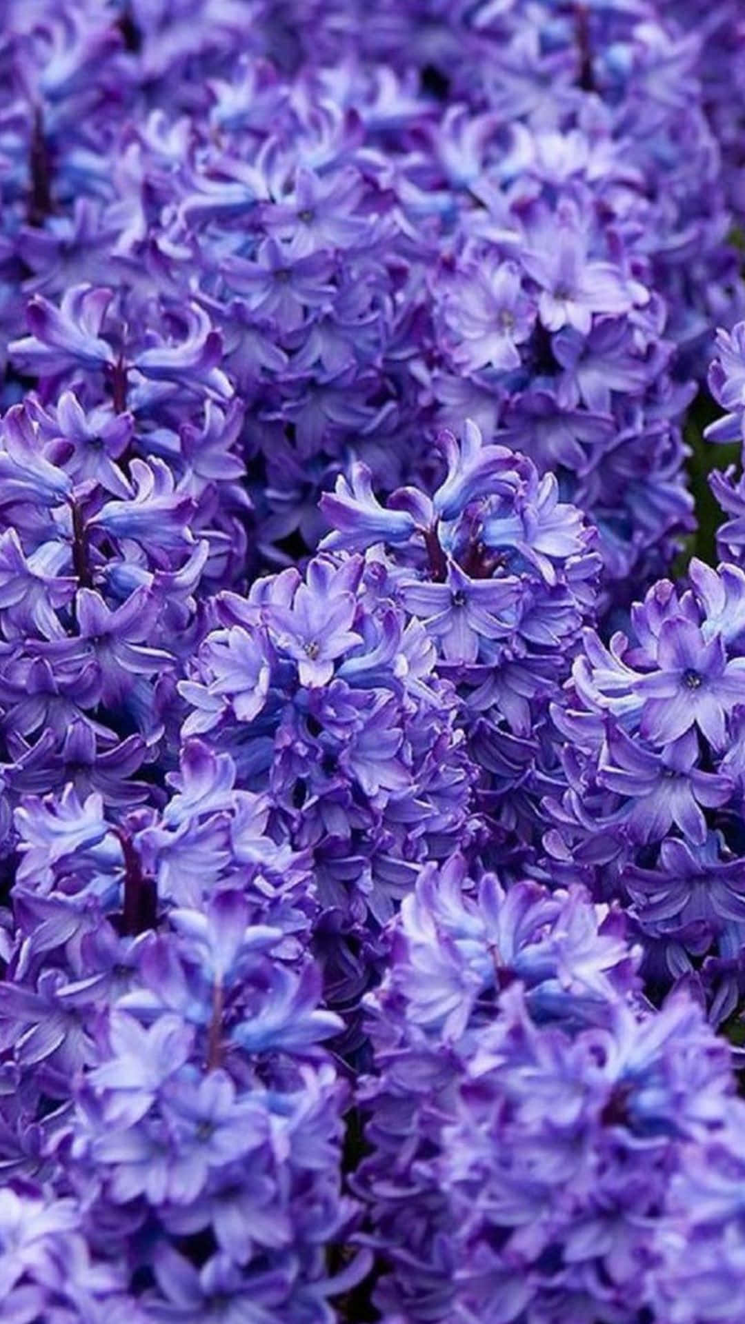 紫色花朵特写，花园中的紫色花卉 壁纸