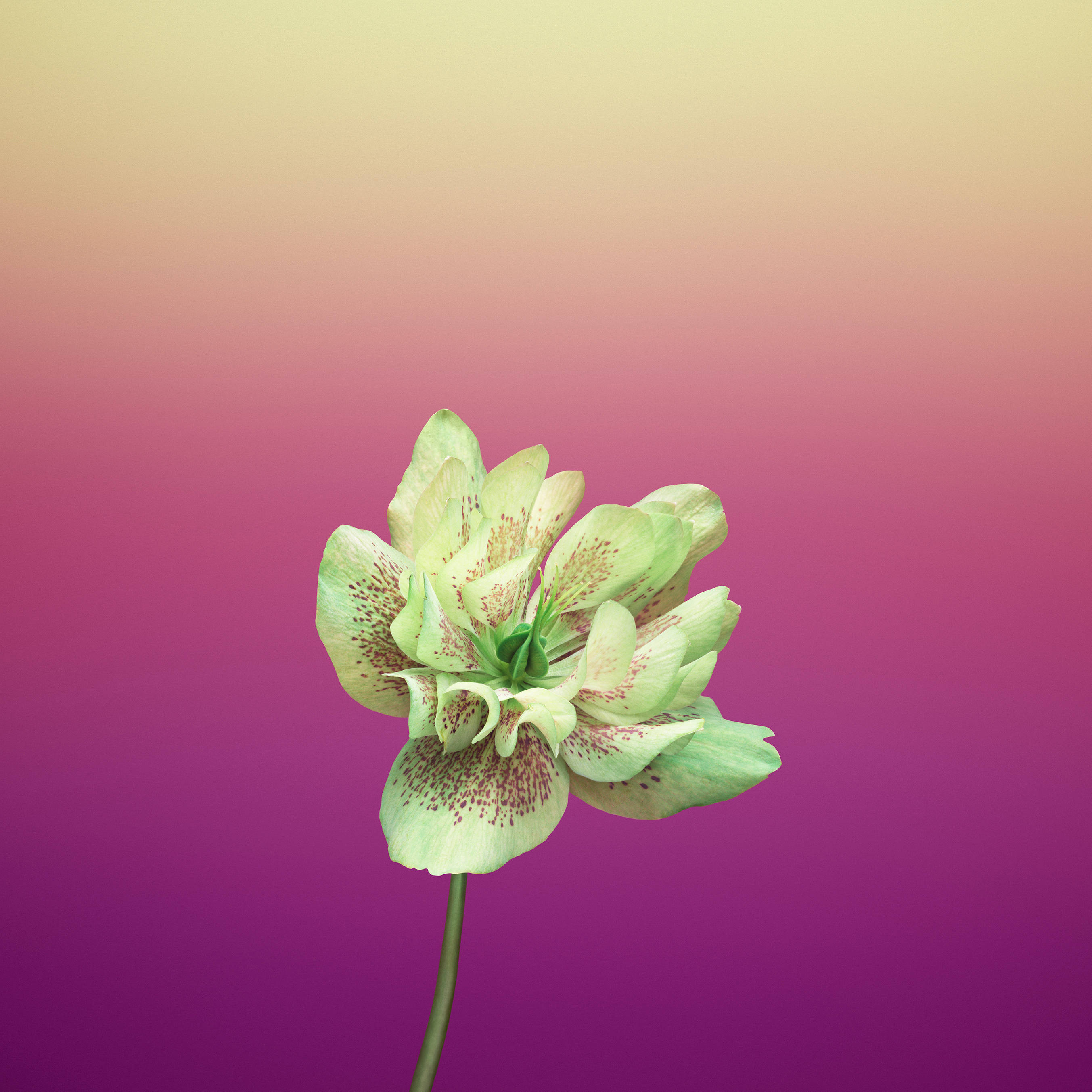 紫色黑嚏根草苹果花 壁纸