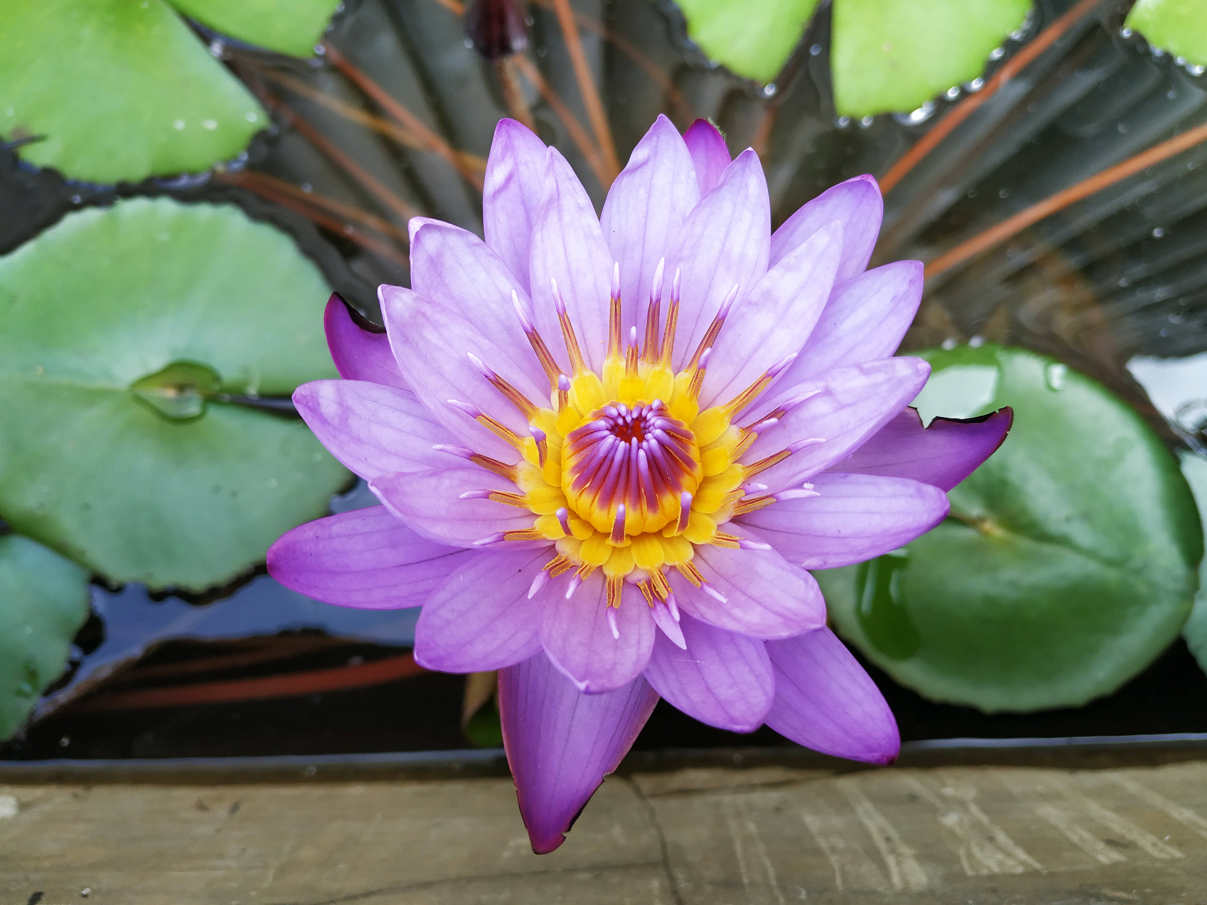 紫黄莲花 壁纸