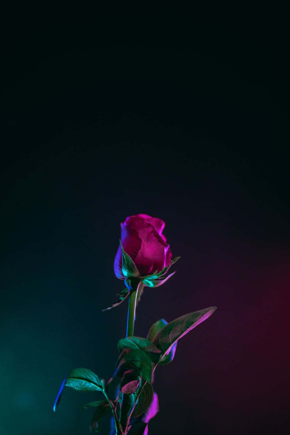 红玫瑰蕾iPhone XS OLED背景 壁纸