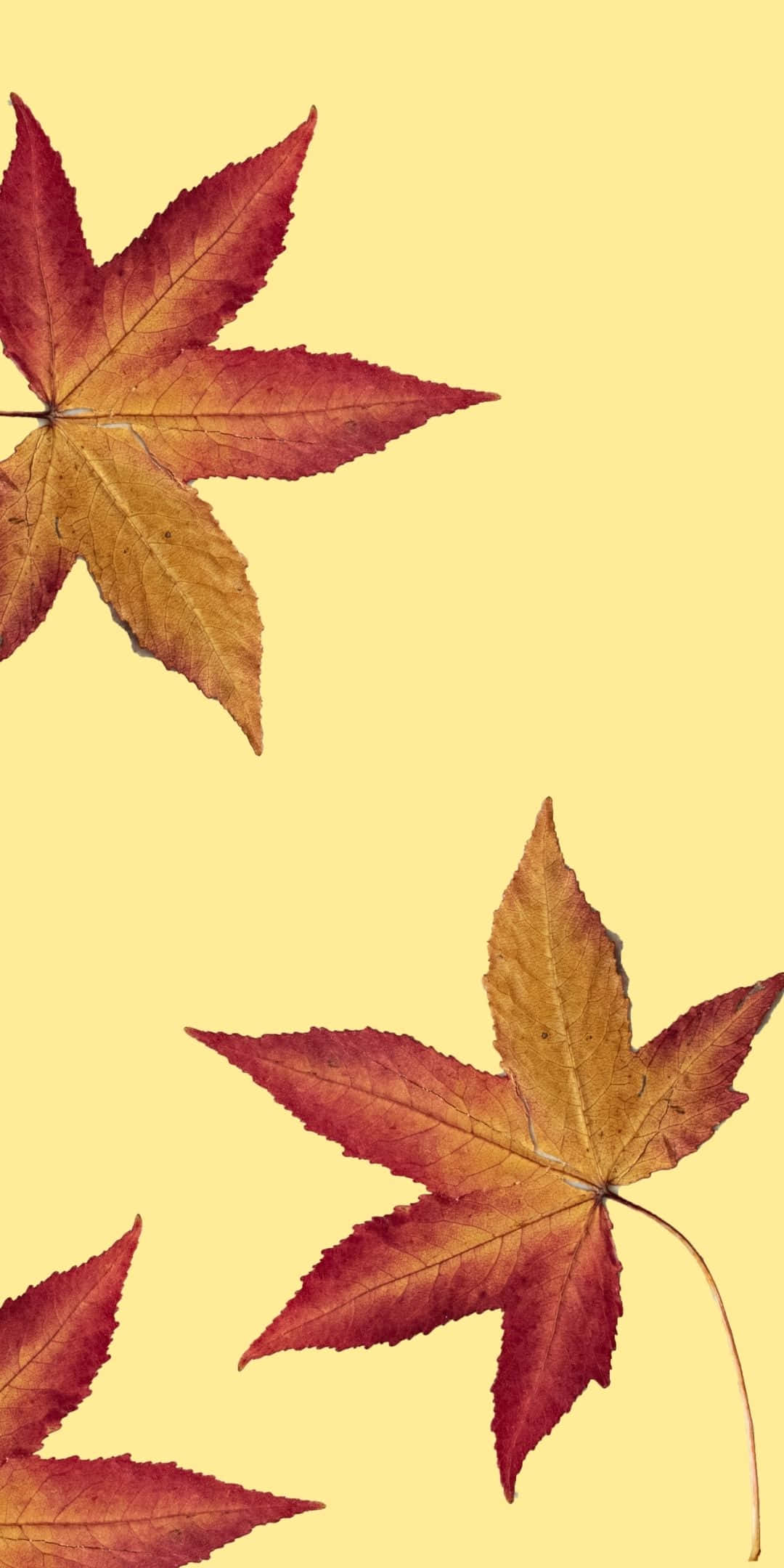 红色枫叶安卓秋季背景 壁纸