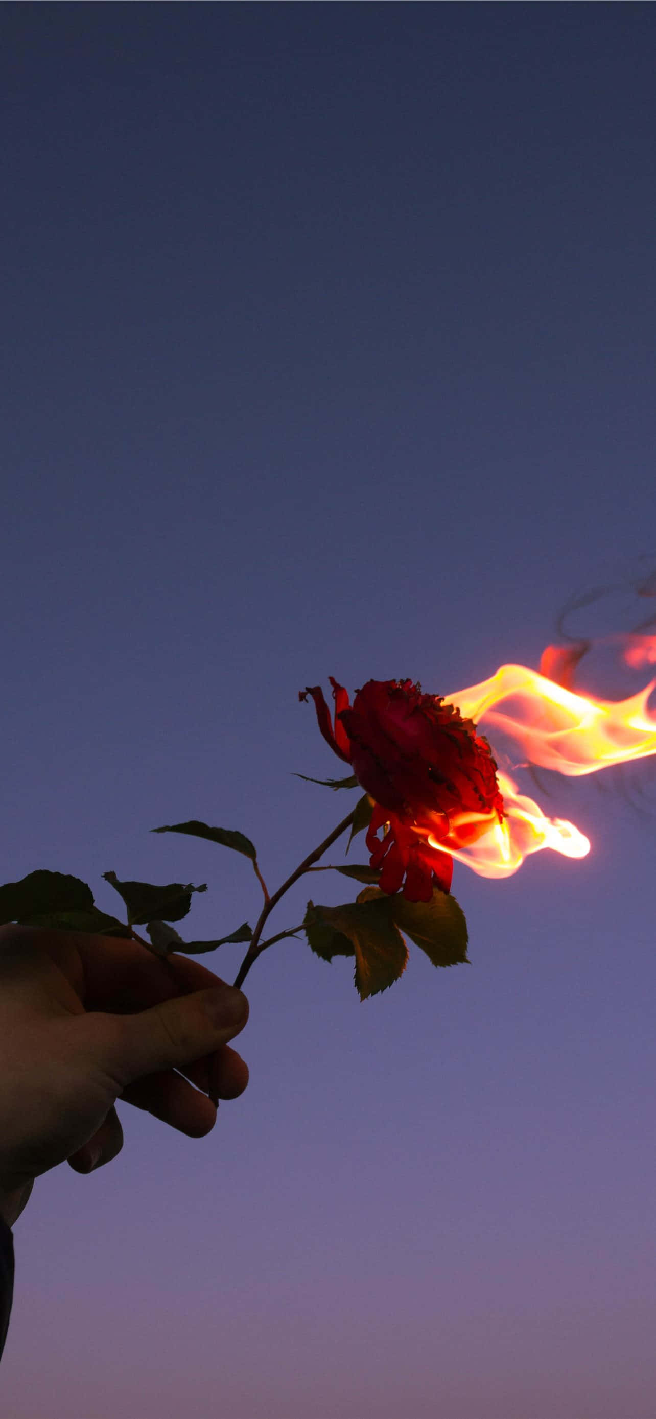 红色花朵图片 壁纸