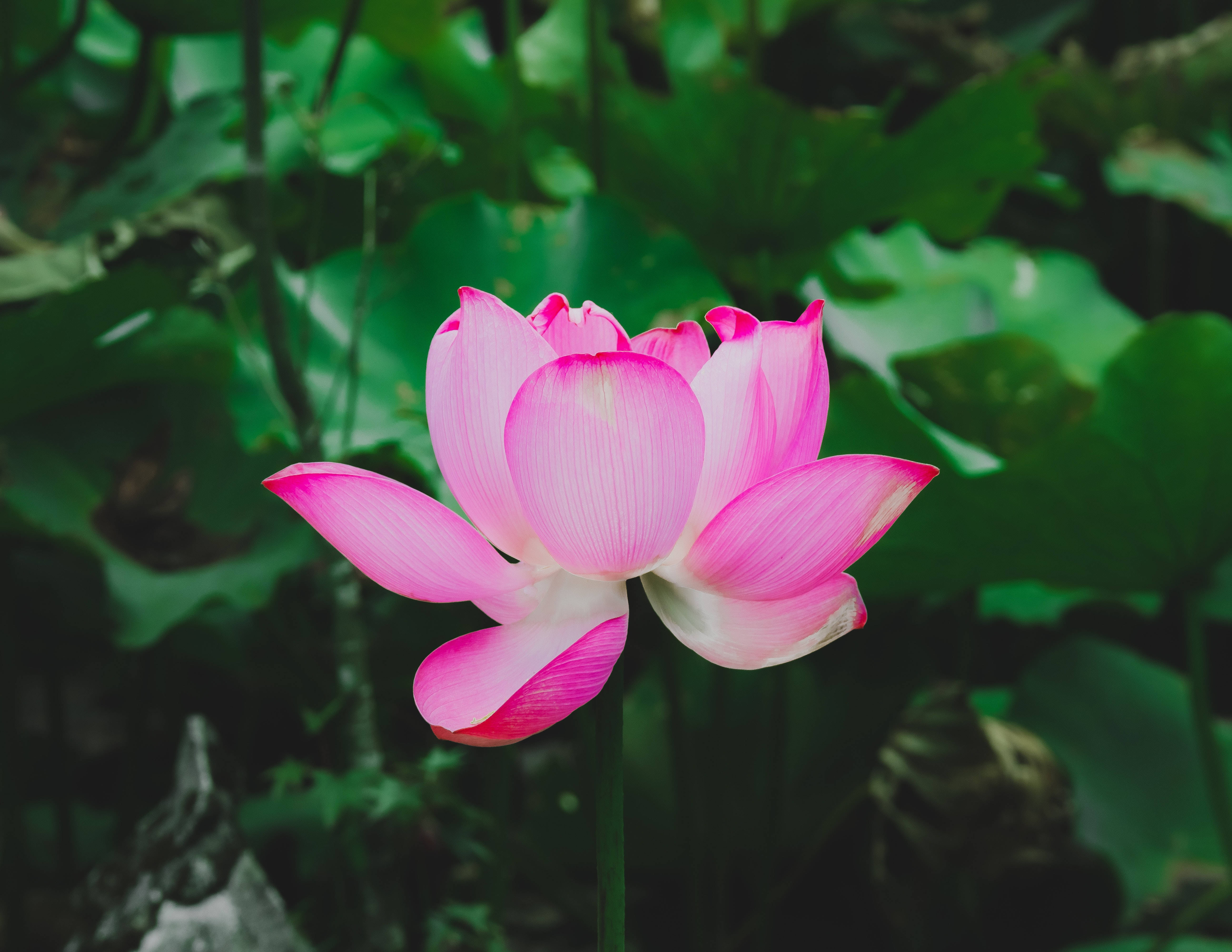 红莲之花 壁纸
